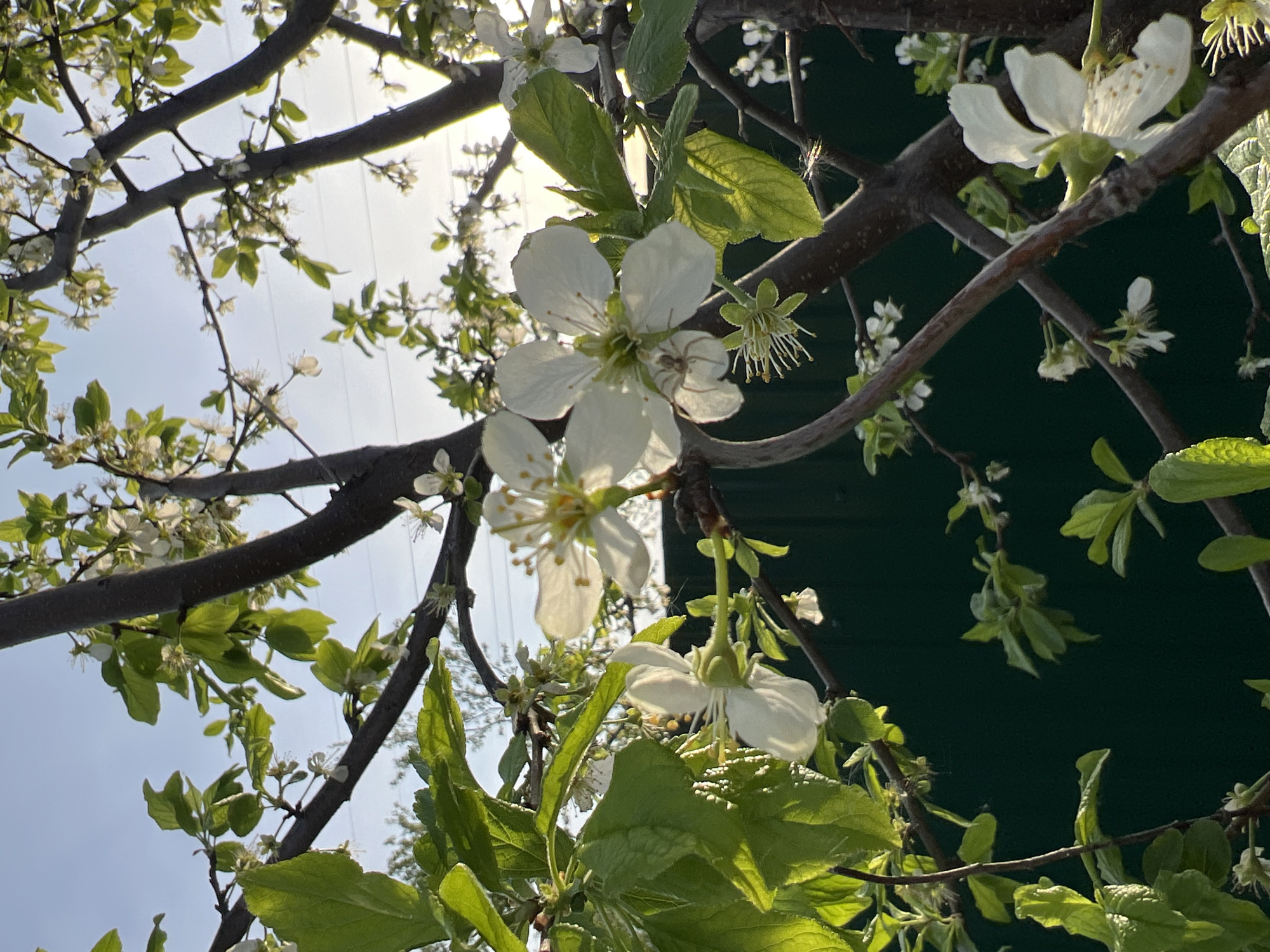 The image depicts a flowering tree with white blossoms and green leaves, seen from a low angle looking up. The background includes a blue sky, the sun, and what appears to be a dark green structure. There are branches and twigs crisscrossing the view. The image likely originates from an outdoor setting, possibly a park or garden. The location is reported to be Chaikovsky, Russia. No people are visible.