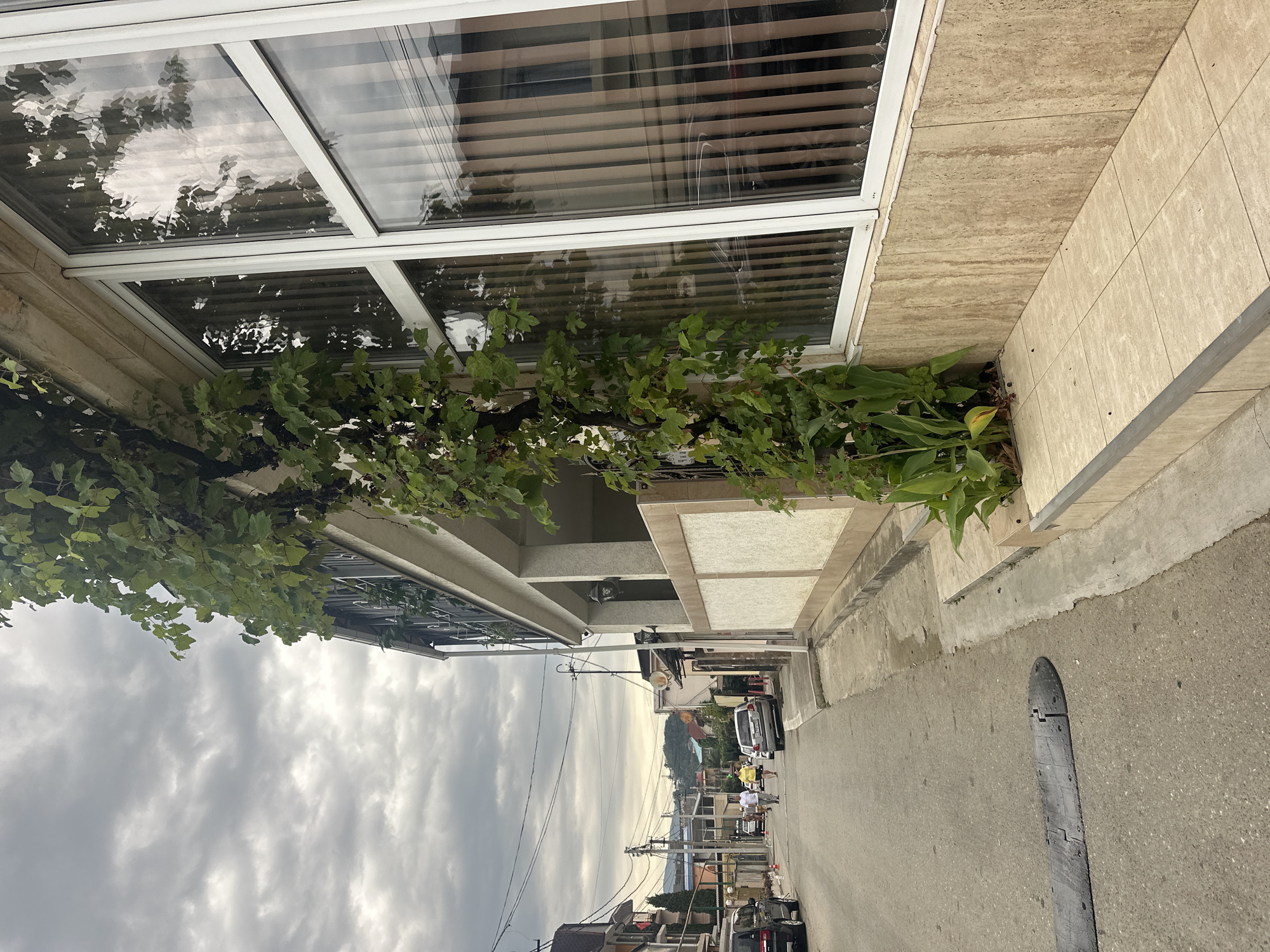 The image depicts a street scene in Sochi, Russia, on a cloudy day. A building with a large window and beige tiled facade is prominently featured on the right side. A lush green vine with some small dark berries climbs the side of the building, obscuring part of the window. The window has white frames and vertical blinds inside. To the left of the building, a paved street runs into the distance, lined with houses and trees. Two people, a man and a woman, are walking away from the camera on the sidewalk. Several cars are parked on the street and one is driving away. A speed bump is visible in the foreground on the left side of the street. Power lines crisscross the sky. The overall impression is of a residential street in a coastal town under overcast skies.