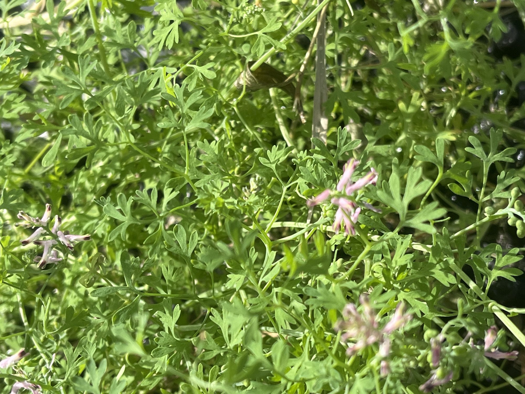 The image is a close-up, high-angle shot of a dense patch of green foliage with small, delicate pink and white flowers. The leaves are deeply lobed and feathery. Some of the flowers are clustered and have a tubular shape, with pointed petals. Small, round green buds are also visible. The overall impression is of wild vegetation, possibly in a garden or natural setting. There is no indication of the city of Il'ino, Russia, or any human presence.