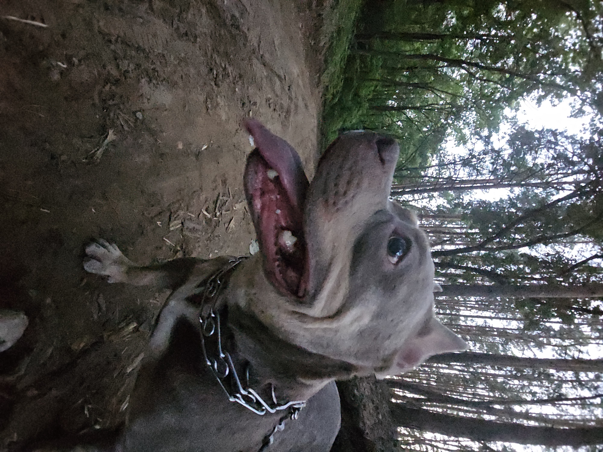 A close-up, low-angle shot shows a grey pit bull dog with its tongue hanging out, panting on a dirt road. The dog is wearing a silver chain collar. The road is surrounded by a forest of tall, thin trees. The ground is covered with dirt and scattered leaves and twigs. The lighting suggests it is either early morning or late evening. The location is identified as Leninsky, Russia.