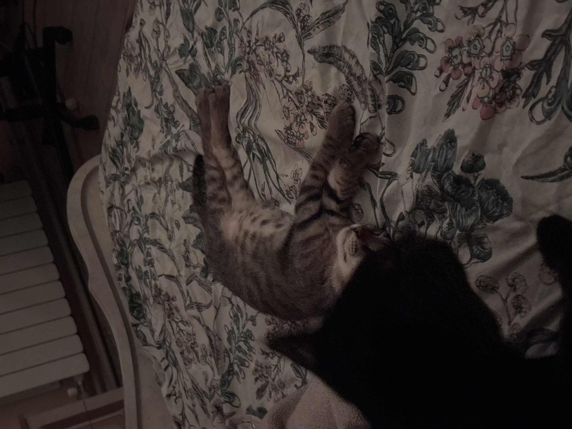 The image shows a close-up of two cats sleeping on a bed. One cat is a tabby with stripes, and the other is black. The bed is covered with a floral-patterned duvet. The room appears to be a bedroom. There is no information available to determine the location within the city of Vratsa, Bulgaria.