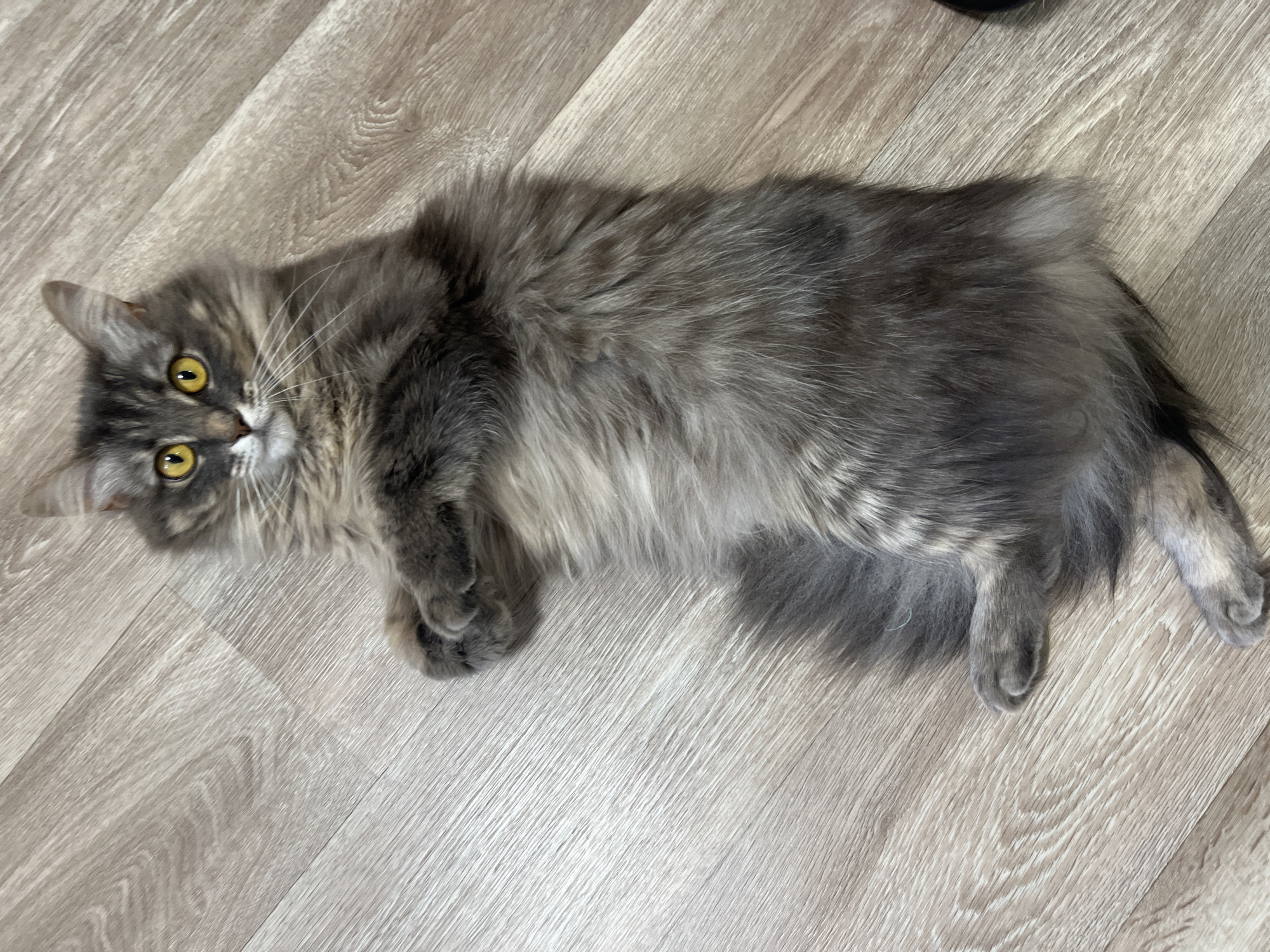 An adult gray tabby cat is lying on its back on a light wood-patterned floor. The cat has bright yellow eyes and fluffy fur. Its front paws are crossed on its chest, and its hind legs are splayed out to the sides. The cat's tail is long and bushy, curled around its body. The lighting is even, and the scene appears to be indoors, possibly in a home. The background is out of focus, with the cat being the sole subject of the image.