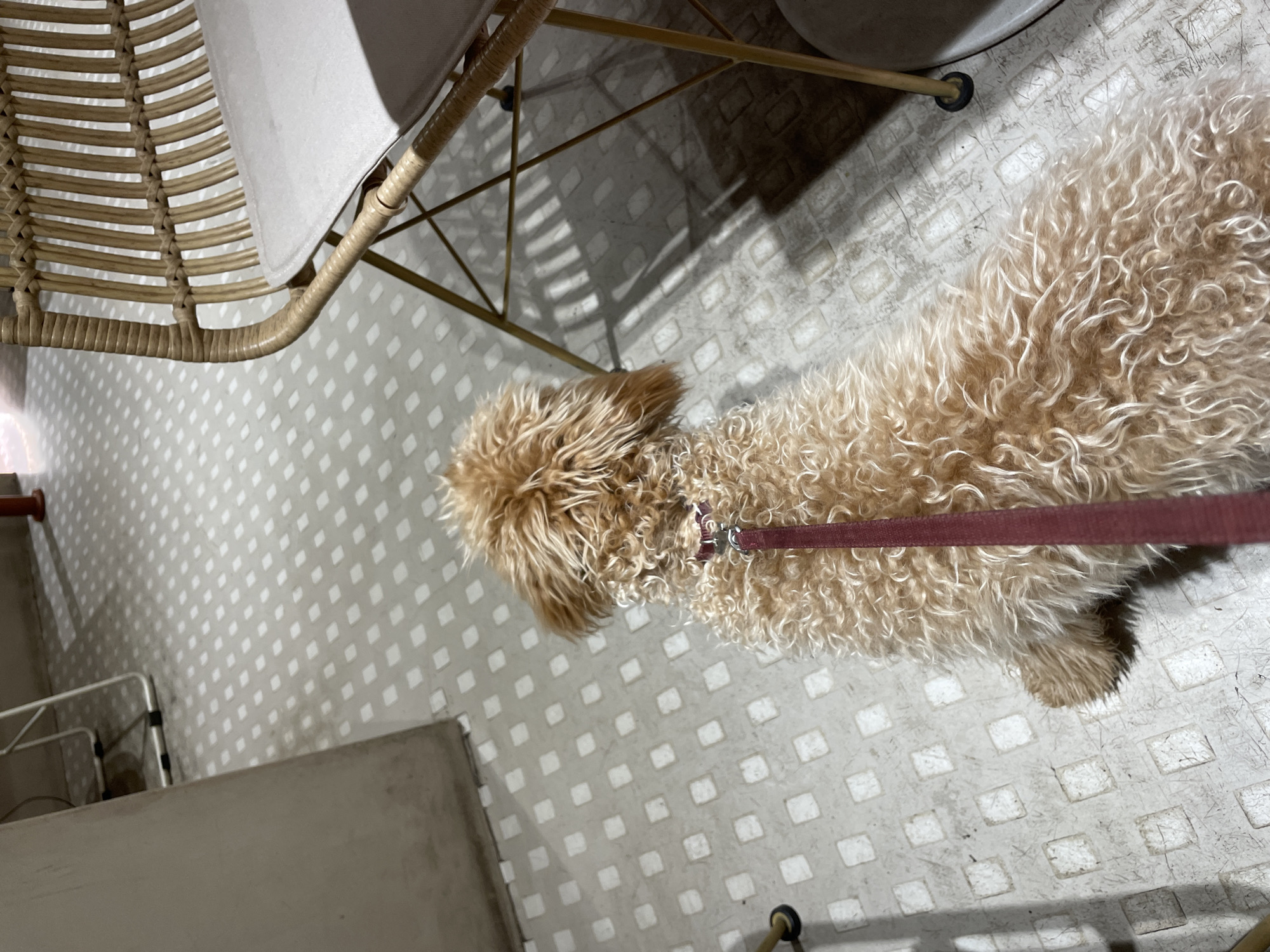 A poodle dog on a leash stands on a white tiled floor. A chair is to the left of the dog. The location is Yerevan, Armenia.