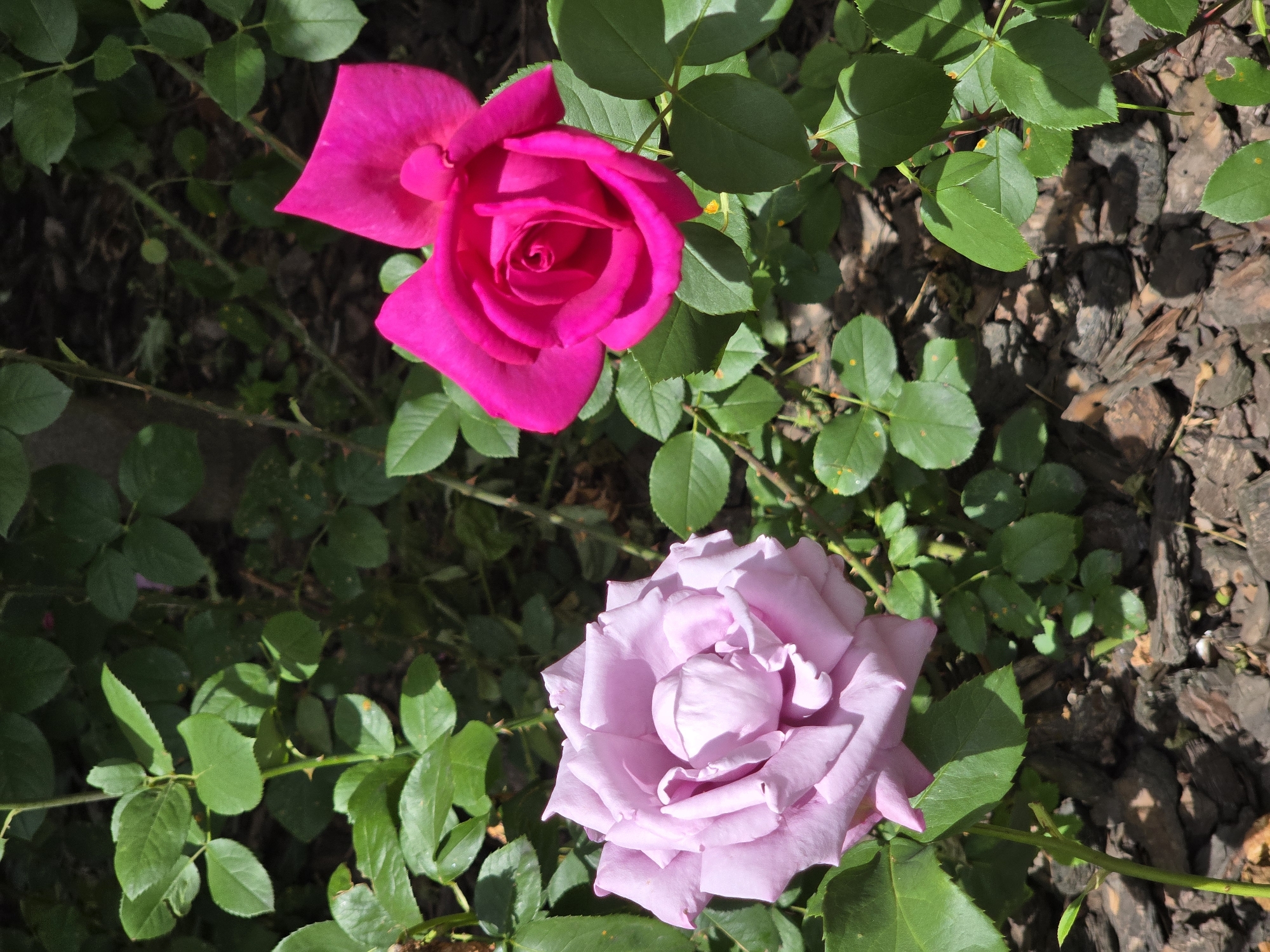 The image showcases two roses in a garden setting. The top rose is a vibrant fuchsia pink, with its petals tightly furled towards the center, suggesting it is newly bloomed. Below it, a second rose displays a soft, lavender-pink hue. This rose is fully open, with layered petals revealing a complex and delicate structure. Both roses are surrounded by lush, green foliage, with some leaves showing the characteristic serrated edges of rose leaves. The stems of the roses are visible, and some are adorned with sharp thorns.
The ground beneath the plants is covered with dark, rich soil and pieces of brown bark mulch. Sunlight filters through the leaves, creating dappled shadows on the ground and highlighting the textures of the roses and foliage. The lighting suggests it is daytime, possibly late morning or early afternoon, given the brightness and the clear shadows. The presence of the roses and the green leaves indicates a temperate climate during a blooming season, likely spring or summer.
The scene appears to be a well-maintained garden. The overall mood is peaceful and natural, with the vibrant colors of the roses providing a focal point against the green backdrop. There is no visible text in the image. The context of Sofiivska Borshchahivka, Ukraine, places this garden in a specific geographical location known for its natural beauty.