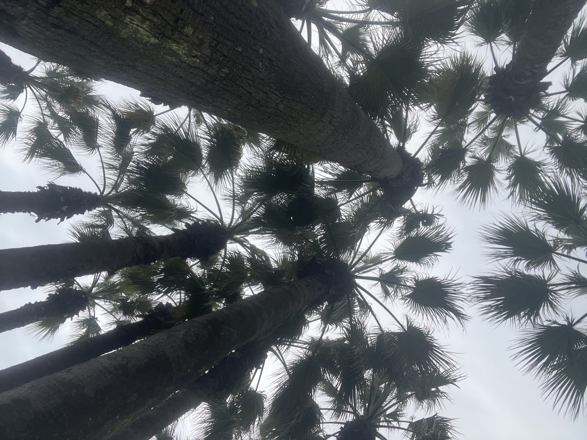 The image shows a view looking up at multiple palm trees against a cloudy, overcast sky. The trunks of the trees are textured, with the fronds creating a dense canopy overhead. The location is assumed to be in Sochi, Russia based on prompt.