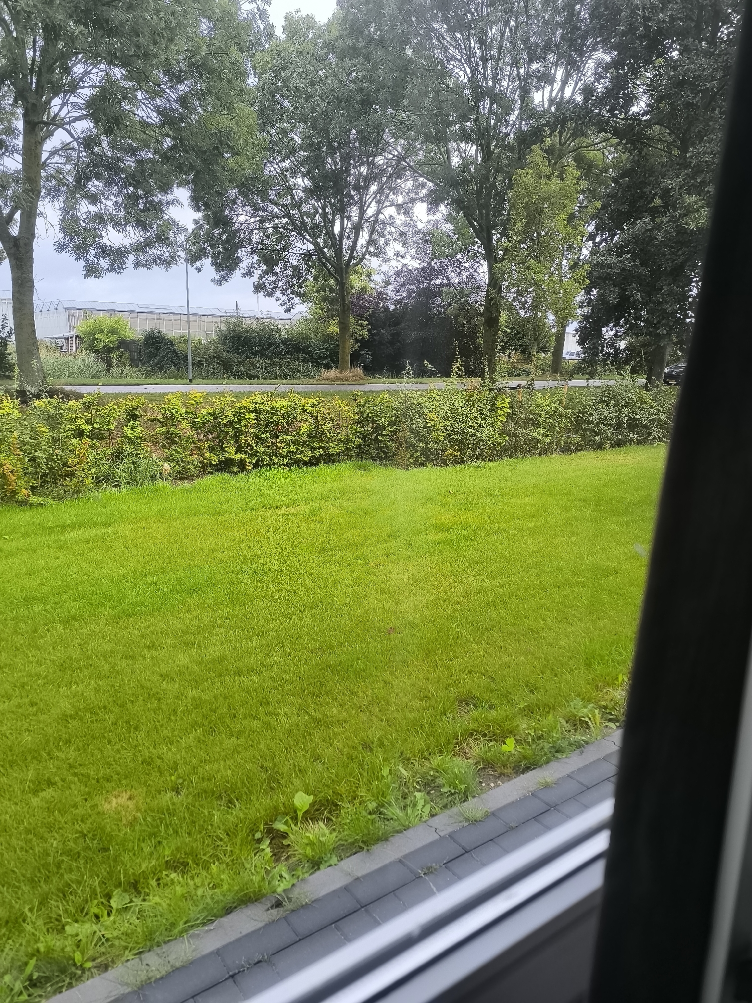 The image depicts a view from a window overlooking a residential area in Almere, Netherlands. In the foreground, a meticulously manicured lawn stretches across the frame, bordered by a gray tiled pathway. Beyond the lawn, a dense green hedge forms a visual barrier, separating the property from a road. In the background, several mature trees with lush green foliage stand tall, their branches reaching towards a overcast sky. A modern building with a glass facade is partially visible behind the trees, suggesting the presence of commercial or institutional structures within the vicinity. A dark-colored vehicle is parked on the side of the road, partially obscured by the foliage. The overall impression is one of a well-maintained and tranquil suburban environment.