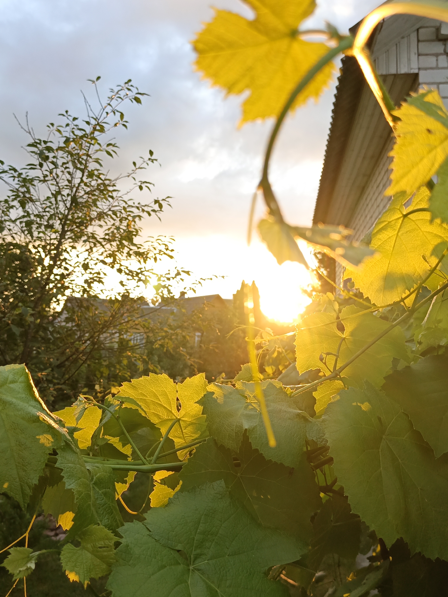 The image depicts a close-up view of green grape leaves in the foreground, with the setting sun visible in the background. The sun's rays are casting a warm, golden light, illuminating the leaves and creating a backlit effect. Behind the leaves, a building with a corrugated roof and brick siding is partially visible on the right. In the distance, trees and houses are silhouetted against the bright sky, suggesting a rural or suburban setting. The overall impression is one of a peaceful, late afternoon or early evening scene. The location is noted as Losevo, Belarus.