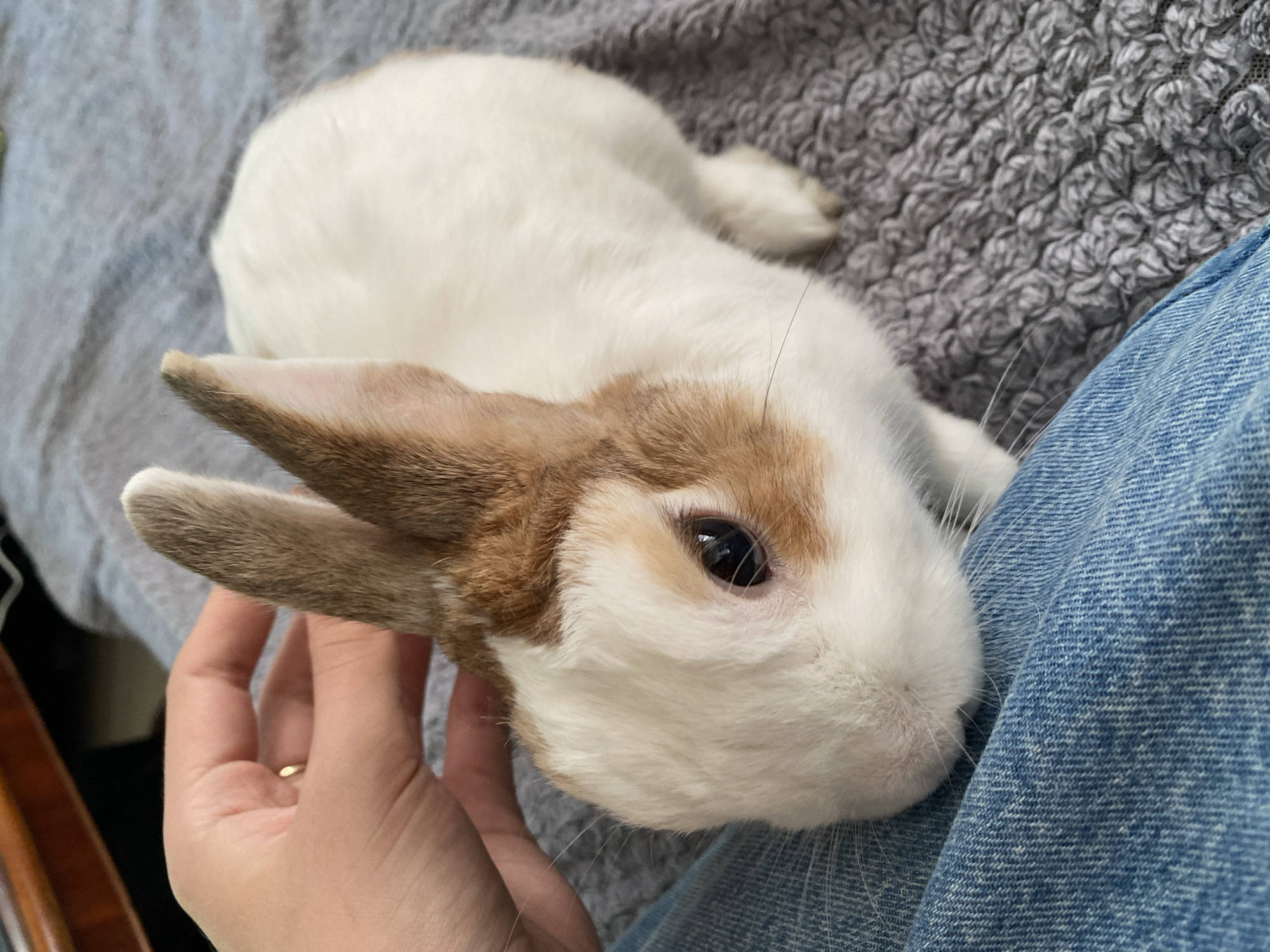 A close-up, eye-level shot shows a small rabbit with white and brown fur being petted by a person's hand. The rabbit is positioned on a gray, textured surface, possibly a blanket or rug, with its front half resting on the person's lap, which is covered by blue denim jeans. The rabbit's ears are perked up, and its dark eye is visible. The person's hand, with a ring on the ring finger, is gently stroking the rabbit's head. The background is out of focus but suggests an indoor setting with a hint of a wooden surface. The overall scene conveys a sense of calm and affection between the person and the rabbit. The image was taken in the city of Przeźmierowo, Poland.