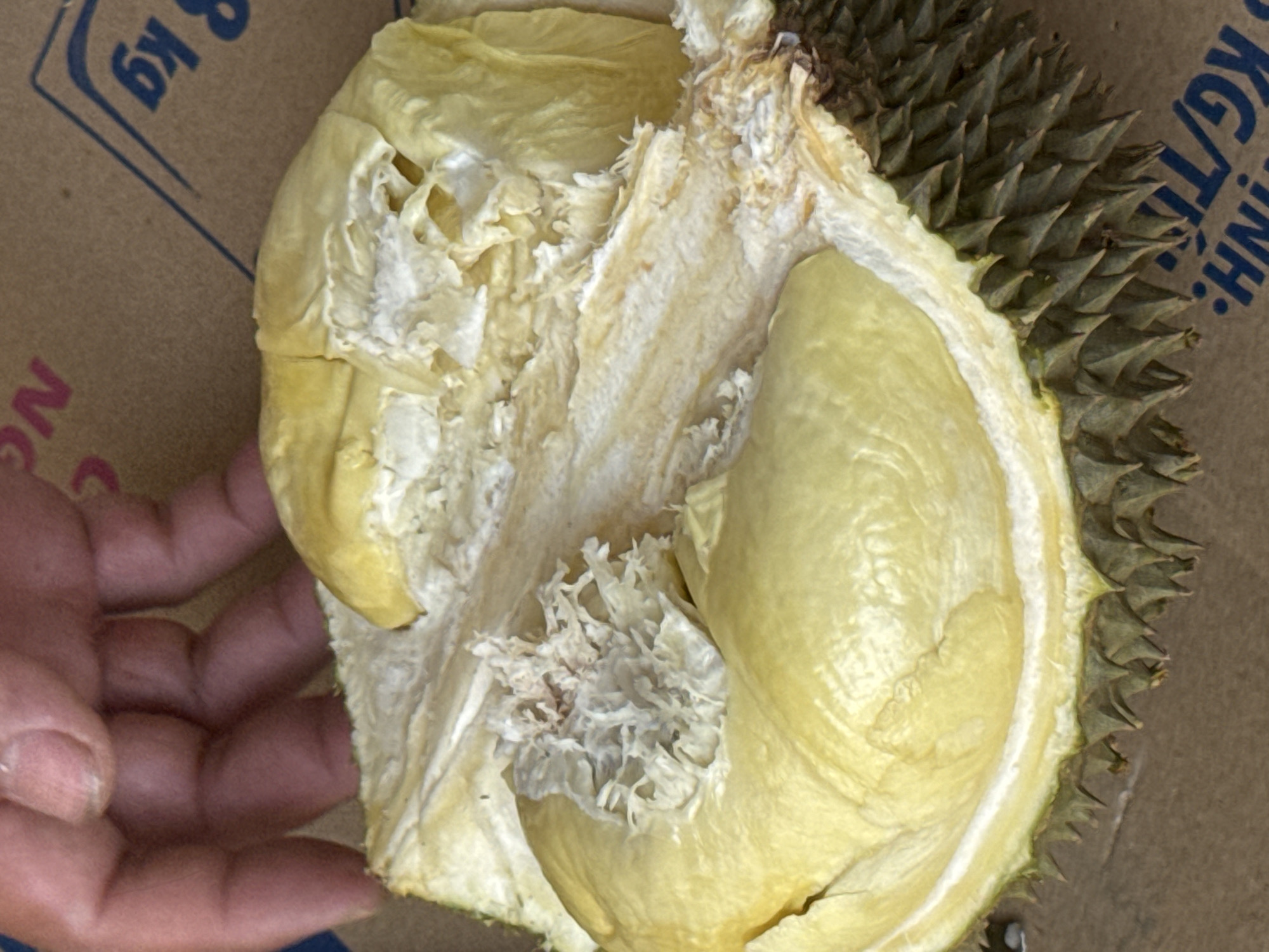 An overhead, close-up shot shows a person's hand holding a halved durian fruit. The hand, with visible fingers and fingernails, is positioned to the left of the frame, gently pressing down on the open fruit. The durian's creamy yellow flesh is exposed, revealing its characteristic fibrous interior and creamy segments. The thorny green rind of the durian is visible at the bottom of the frame. The fruit rests on a brown cardboard surface, which appears to be packaging. Blue lettering and a blue border are visible on the cardboard, suggesting it is part of a shipping box. The image is taken in Phú Thủy, Vietnam.
