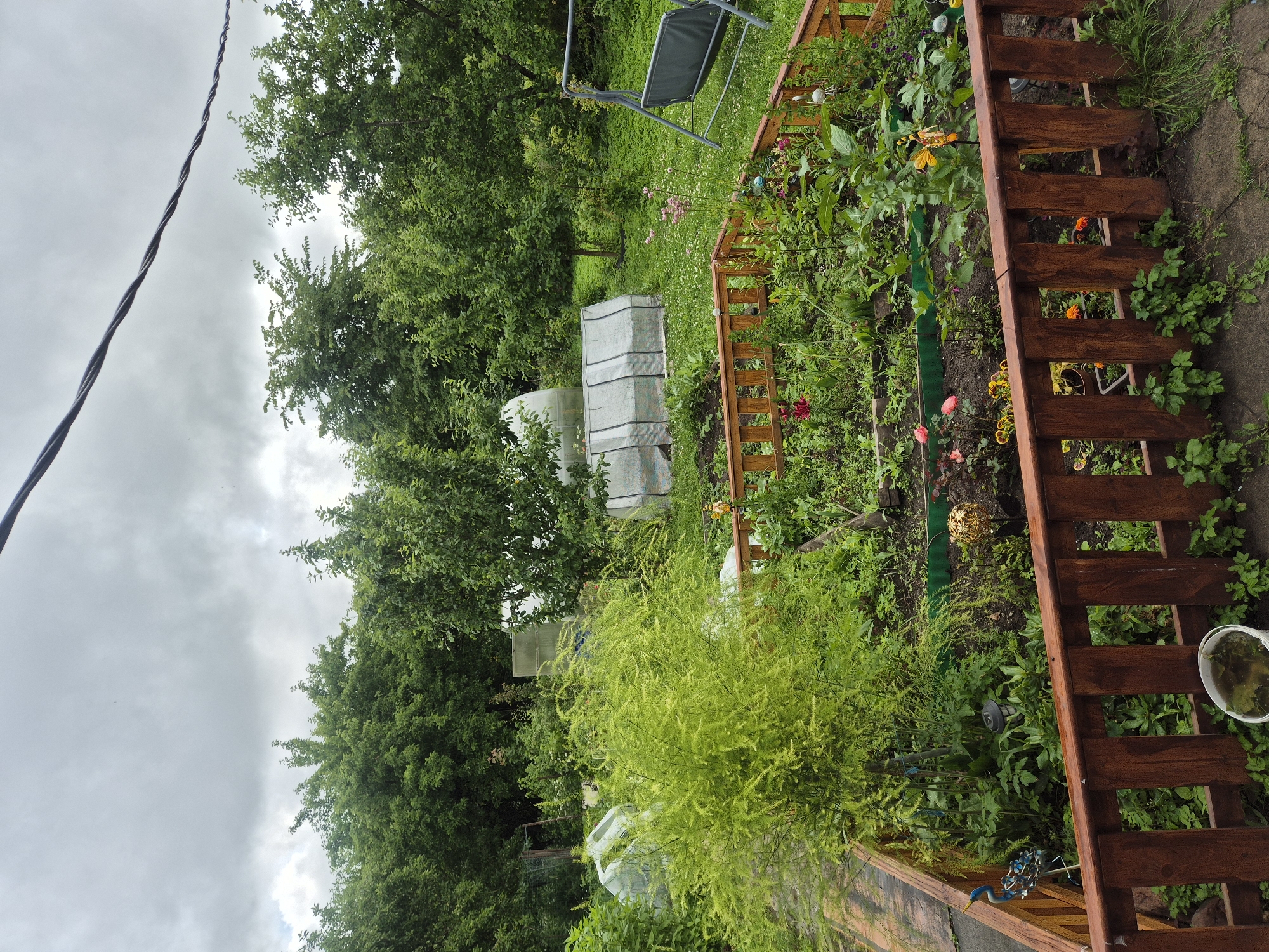The image depicts a garden scene in Kehra, Estonia, under a cloudy sky. In the foreground, a raised garden bed is enclosed by a wooden fence. Inside the bed, various plants and flowers are growing, including red and pink roses, yellow flowers, and other greenery. A decorative bird figurine is visible near the left edge of the bed.
Behind the fenced garden, a large, feathery green plant stands prominently. Further back, two greenhouses are visible, constructed with transparent material over frames, suggesting cultivation or protection for plants. To the right of the greenhouses, a swing set with a dark gray seat is positioned on a grassy area.
The background is filled with lush green trees and foliage, characteristic of a garden or park setting. A dark, twisted wire hangs diagonally across the upper portion of the image, possibly a power line. The ground in the foreground is a mix of concrete or paving stones and dirt, with some weeds growing through the cracks. A white bucket containing murky water is visible at the bottom edge of the frame. The overall impression is a well-maintained, albeit somewhat overgrown, garden space in a rural or suburban environment.