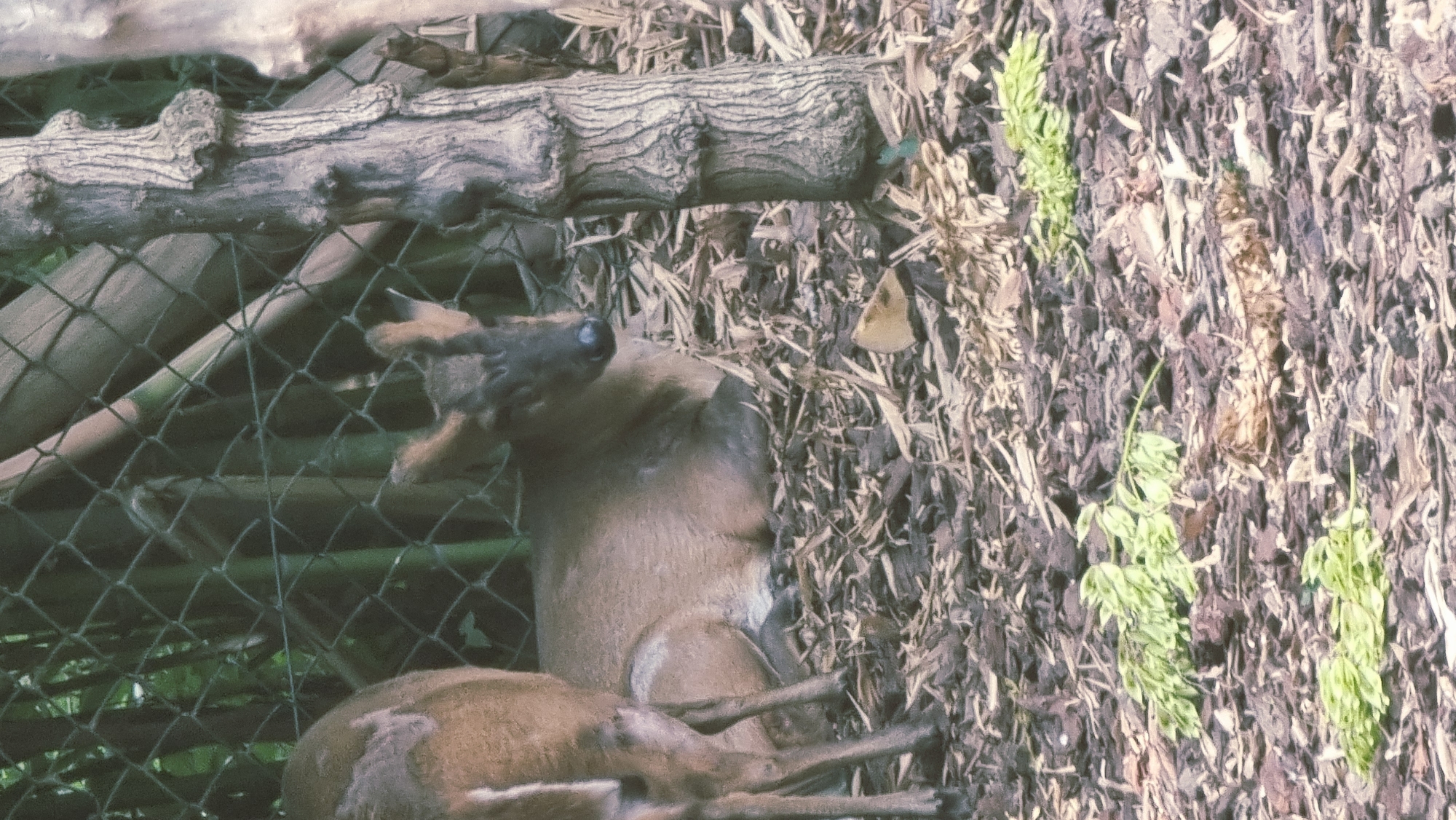 The image shows two deer in an enclosure, likely at a zoo or wildlife park. One deer, partially visible on the left, stands with its hindquarters facing the camera. The other deer is lying down in the center of the frame, facing to the right, with its head raised and looking forward. Both deer have brown fur. The ground is covered with wood chips and some green vegetation. A rough-barked tree trunk is prominent on the right side of the image, and a chain-link fence is visible in the background, with bamboo stalks behind it. The environment suggests an outdoor enclosure designed to mimic a natural habitat. This scene is consistent with the exhibits found at the Parc Natural dels Aiguamolls de l'Empordà, a protected natural area near Castelló d'Empúries, Spain, which houses a diverse range of flora and fauna, including opportunities to observe wildlife in semi-natural settings.