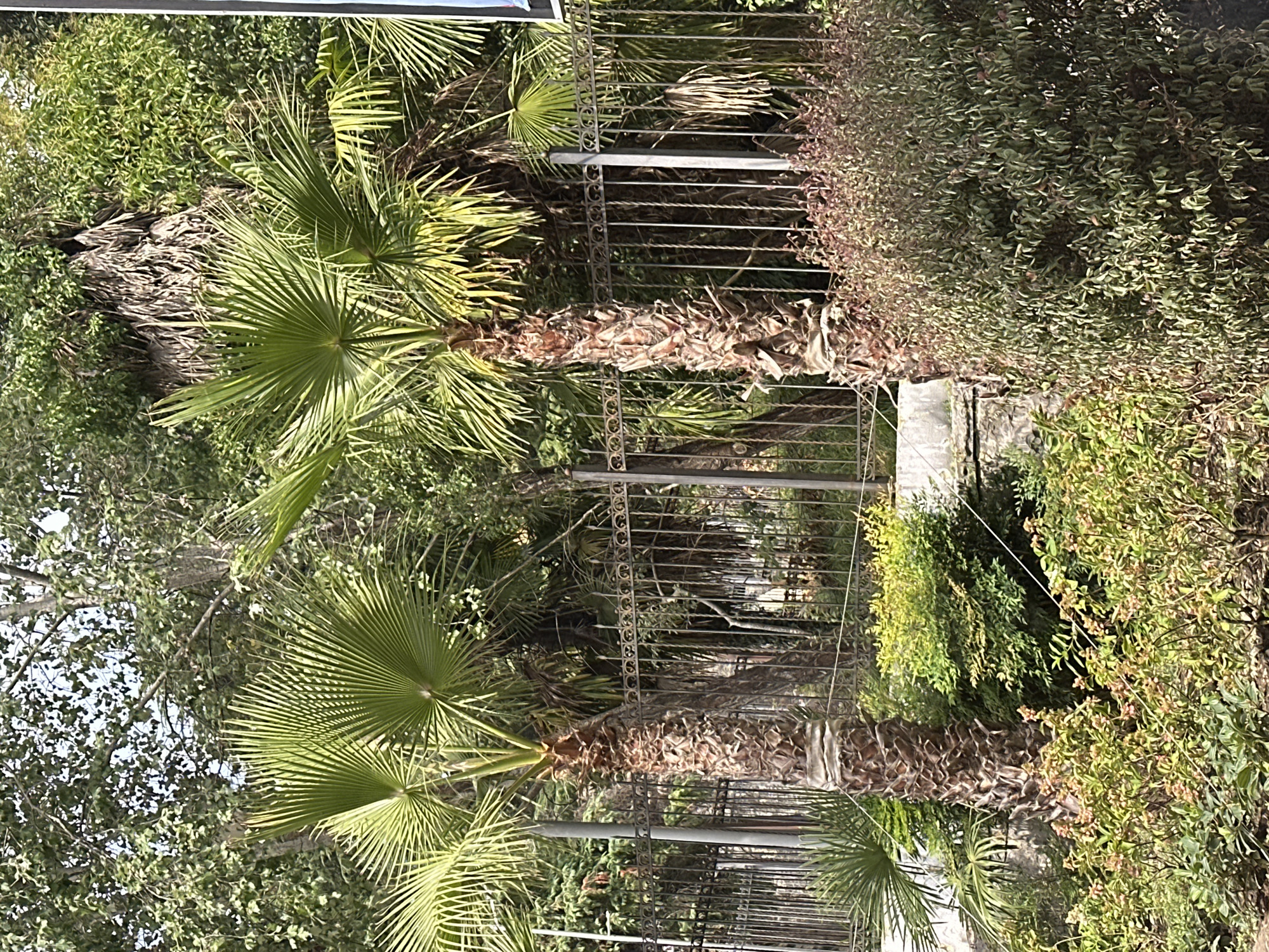 The image depicts a sunny outdoor scene in Sochi, Russia, featuring two prominent palm trees with thick, textured trunks and large, fan-shaped fronds. A decorative metal fence runs horizontally across the midground, separating the palm trees and lush greenery from what appears to be a paved area or pathway in the foreground, where various low-lying plants and shrubs are visible. The background consists of dense foliage from other trees and plants, creating a tropical or subtropical atmosphere. The overall environment suggests a park, garden, or a well-landscaped area. There are no people visible in the image.