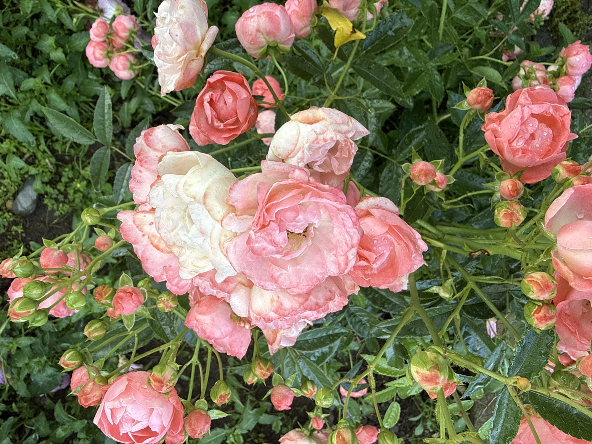 The image presents a close-up, overhead view of a dense cluster of rose bushes and their blossoms. The flowers exhibit a range of pink hues, from soft blush to a deeper coral, with some larger blooms featuring white or very pale pink centers and edges. Numerous water droplets are visible on the petals and the dark green foliage, indicating recent rain or irrigation.
The roses are in various stages of development: several are fully open with visible stamens, others are partially bloomed, and a significant number of tightly closed buds, some green with pink tips, are present. The stems are green and appear somewhat thorny, particularly on the buds. The leaves are ovate with serrated edges, lush, and also covered in water droplets.
The background consists of blurred dark green foliage and darker patches of what appears to be soil or ground cover, typical of an outdoor garden environment. The lighting is soft and diffused, producing no harsh shadows. No people, animals, or man-made objects are identifiable within the frame, aside from the plants themselves.
The image does not contain any discernible information to confirm its location in the city of Tarnicheni, Bulgaria.