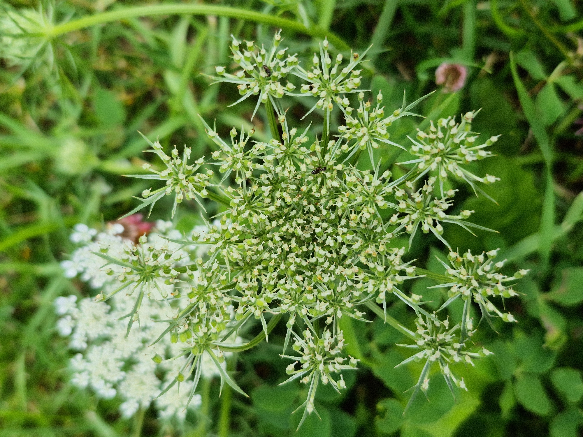 A close-up, overhead shot captures the intricate details of a Queen Anne's Lace flower. The flower's umbrella-shaped cluster of tiny white florets, some still in bud form and green, is the central focus. Delicate, spiky green sepals extend from each floret, creating a starburst effect. Several small, dark insects are visible resting on the florets and sepals. The background consists of blurred green grass and foliage, with a hint of pink from another out-of-focus flower in the upper left corner. The lighting is natural and soft, highlighting the textures and delicate structure of the plant. The scene is devoid of human presence and any identifiable man-made structures, suggesting a natural outdoor environment.