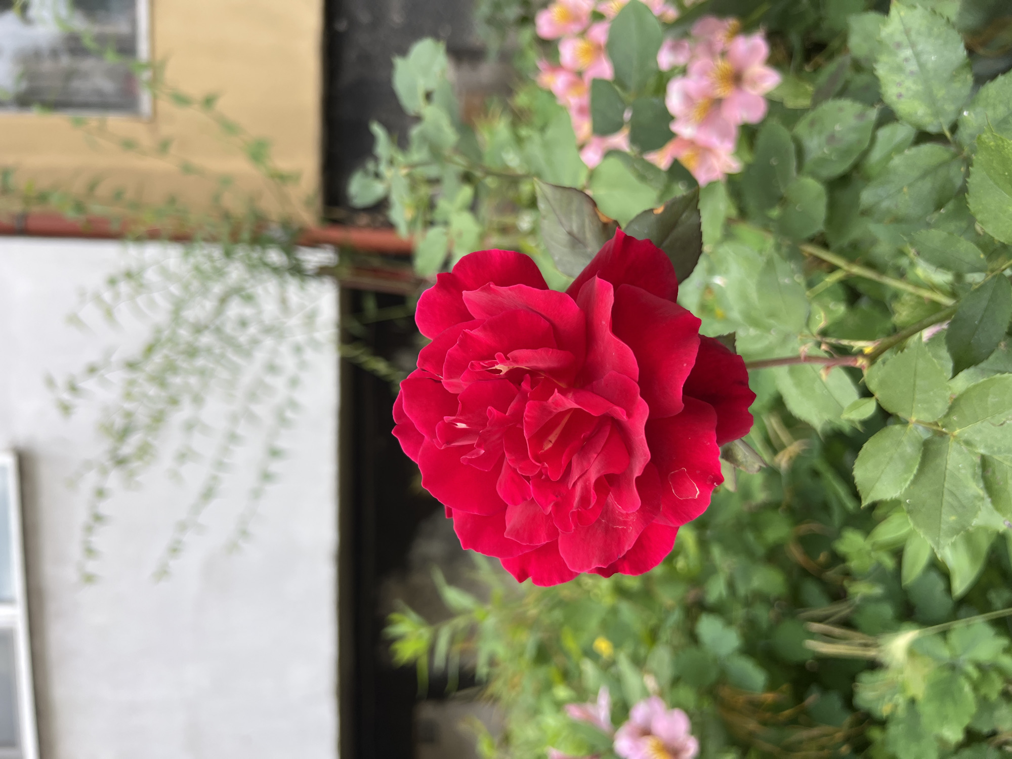 This is a close-up photograph of a vibrant red rose in the foreground. The rose is in full bloom, with many petals tightly packed together. The background is blurred, but suggests a garden setting with greenery and hints of pink flowers. Behind the foliage, there are parts of buildings, one appearing to be a light-colored wall with a window, and another a yellow-colored wall also with a window. The overall impression is a natural element against an urban backdrop. The specific location in Burgas, Bulgaria is not discernible from the visual information present in the image. There are no people or animals visible in the photograph.