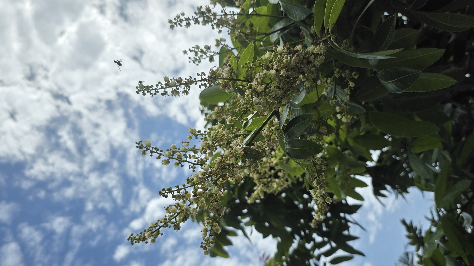 The photograph, taken in Lhokseumawe, Indonesia, shows a low-angle view of a tree branch heavily laden with small white flowers and green leaves against a blue sky with scattered white clouds. A flying insect is visible in the upper left of the frame.