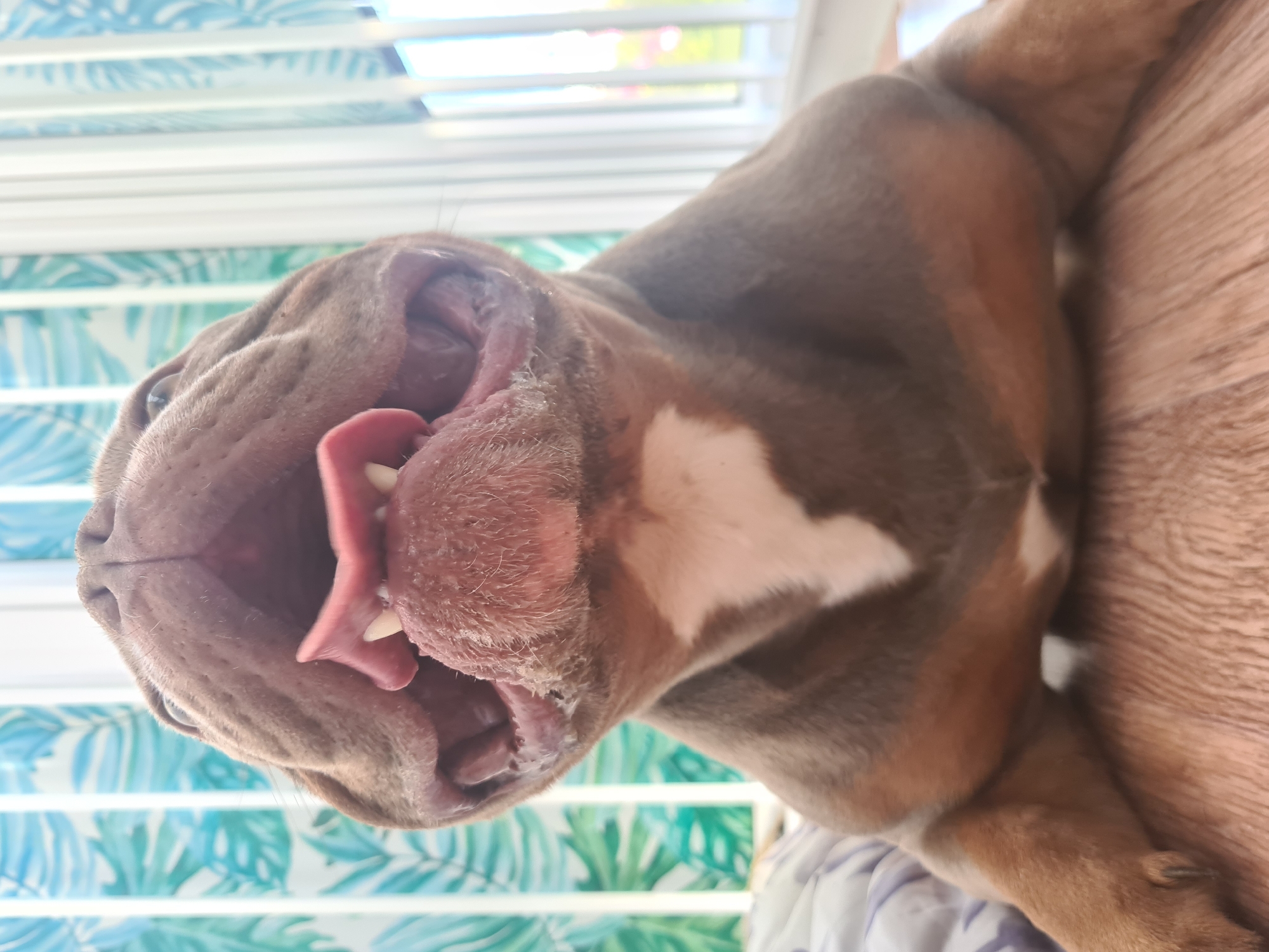 A close-up, low-angle shot shows the head of a brown and white bulldog with its mouth wide open, revealing its tongue and teeth. The dog's snout fills the majority of the frame, with its eyes looking upwards. In the background, vertical blinds with a tropical leaf pattern are visible, along with a hint of daylight. The foreground features a wooden surface and a portion of the dog's body and legs. The setting appears to be indoors, near a window.