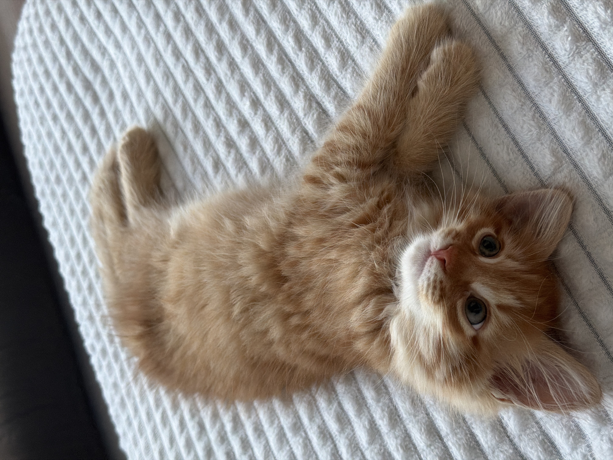 A small, orange tabby kitten is lying on its back on a white, striped, textured fabric surface. The kitten has its front paws extended upwards and its tail curled towards its body. The kitten's face is turned towards the camera, revealing its eyes and whiskers. The location in Khimki, Russia, cannot be determined from the image.