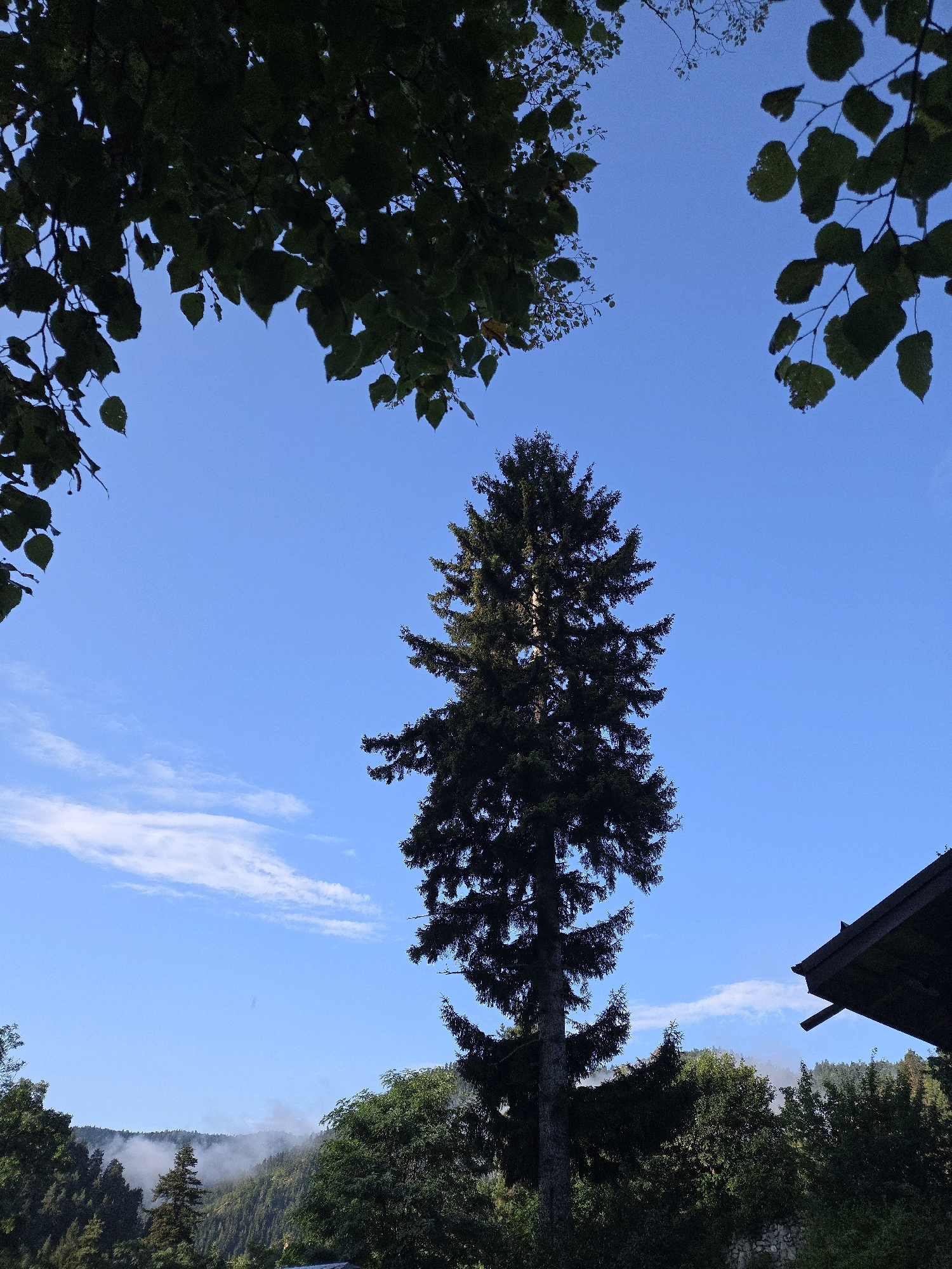 The image captures a view of a tall, dark green coniferous tree set against a clear blue sky with a few wispy white clouds. The tree's silhouette is prominent, with its branches reaching upwards. In the foreground, the dark green leaves of other trees frame the top and sides of the frame. In the distance, a misty mountain range is visible, covered with lush green trees. A portion of a dark wooden roof, likely part of a building, is visible on the right side of the image. The overall scene suggests a natural, possibly rural or mountainous, environment. The location in Abastumani, Georgia, implies a mountainous region known for its forests and fresh air.