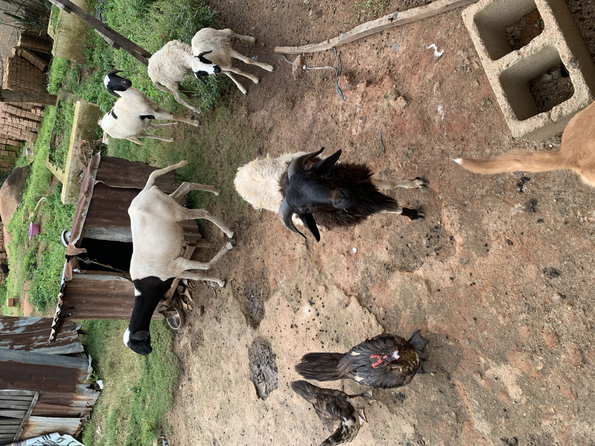 In an outdoor rural setting in an unknown city, several farm animals, including sheep and chickens, are gathered on a dirt and concrete ground. A black and white sheep stands near a rusty metal structure with an open doorway. Other white sheep are scattered around, with one looking towards the camera. Two chickens, one with predominantly dark feathers and another with patterned feathers, are on the left side of the frame. A black-faced sheep with horns stands prominently in the center, facing forward. In the background, there is dense green vegetation, stacks of bricks, and more dilapidated metal structures. A portion of a light-brown dog's tail is visible in the lower right corner, suggesting its presence in the scene. The overall environment appears to be a farmyard or a similar rural homestead.