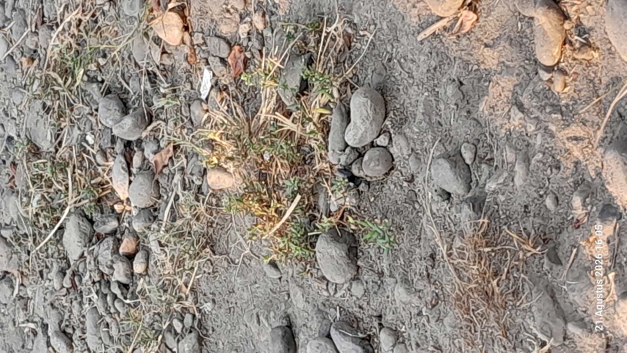 The image displays a ground-level view of a gravelly area with scattered stones, dried grass, and small green plants. The surface appears to be uneven and natural. In the lower left corner, a timestamp is visible, reading "21. Agustus 2026 16.05". The overall scene suggests an outdoor environment, possibly in a rural or undeveloped area within Takeran, Indonesia. There are no people or specific structures visible in the frame.