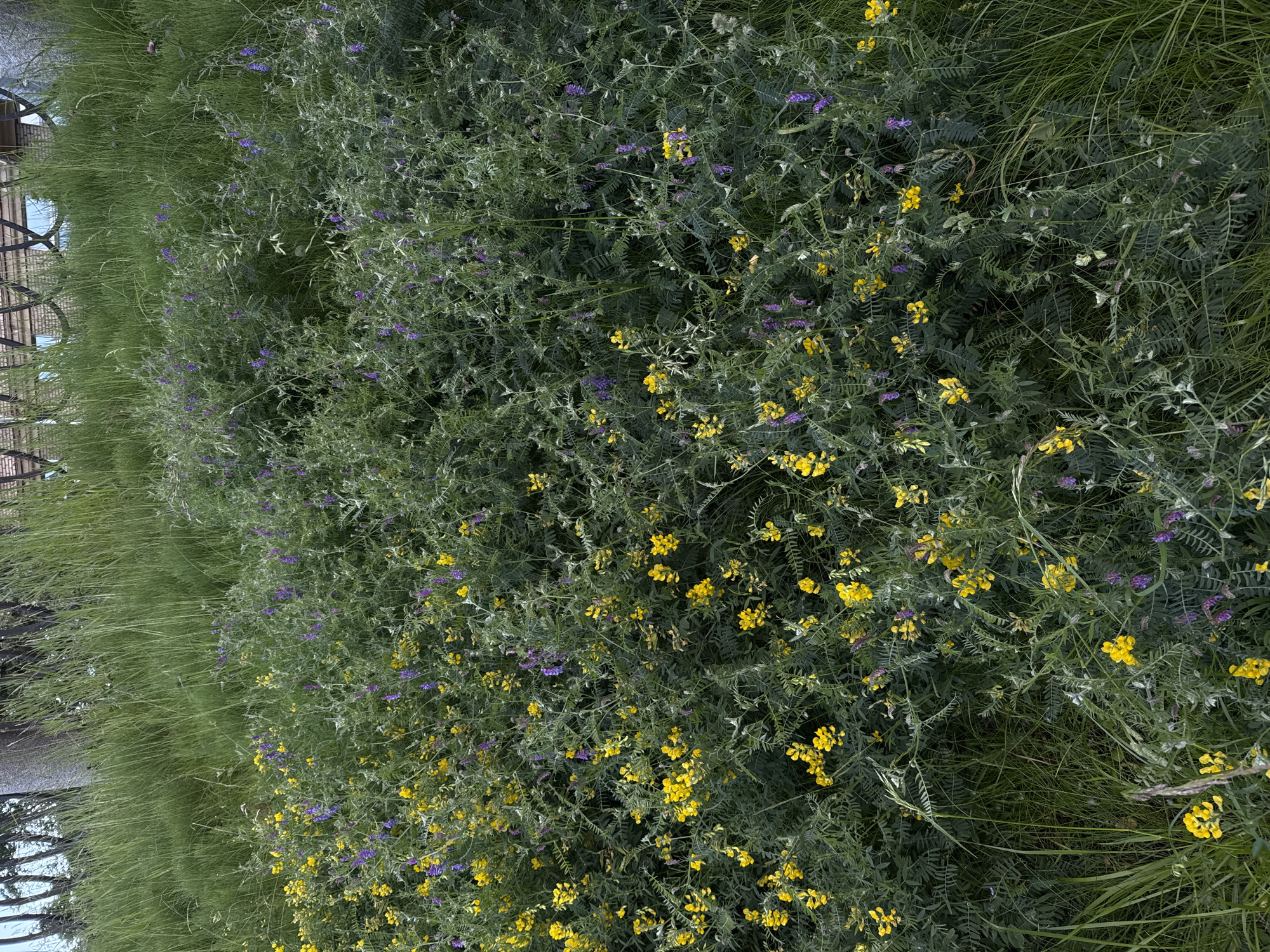The image depicts a dense patch of wild vegetation in Saint Petersburg, Russia, likely in a park or undeveloped area. The foreground is dominated by a thick growth of green foliage, interspersed with numerous small yellow and purple flowers. The yellow flowers appear to be clustered in small bunches, while the purple flowers are more scattered and elongated. The leaves are small and feathery, forming a dense ground cover. In the background, tall green grasses rise, partially obscuring a wooden fence or railing and a building with windows. The overall impression is one of untamed nature within an urban setting.