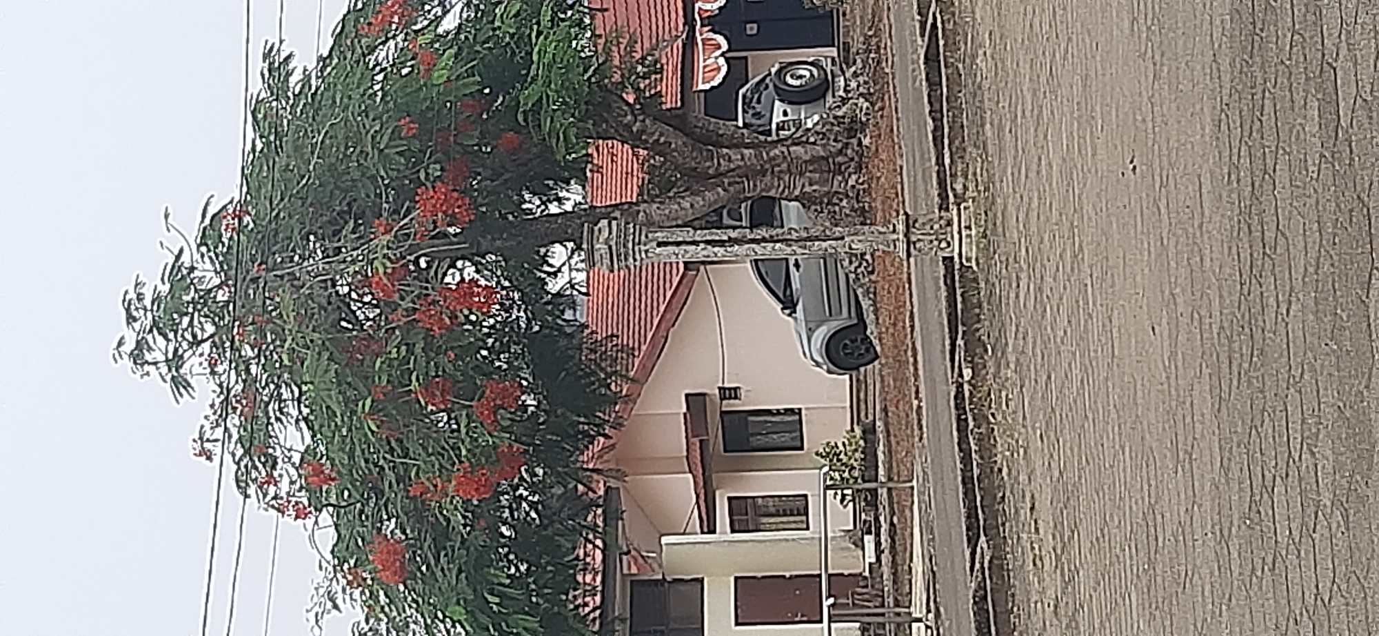 The image shows a silver SUV parked near a tree with red flowers. The SUV is positioned on the right side of the tree, with its rear facing the building. A second car, also silver, is parked behind the first car, partially obscured by the tree. The tree is large with a thick trunk and branches that extend over the cars. The building appears to be a single-story structure with a red tile roof and white walls. There is a paved area in front of the building and a brick-paved courtyard in the foreground. The sky is overcast. The image location is suspected to be the Jambi Museum Complex, located in Jambi City, Indonesia, specifically near the main building of the museum.