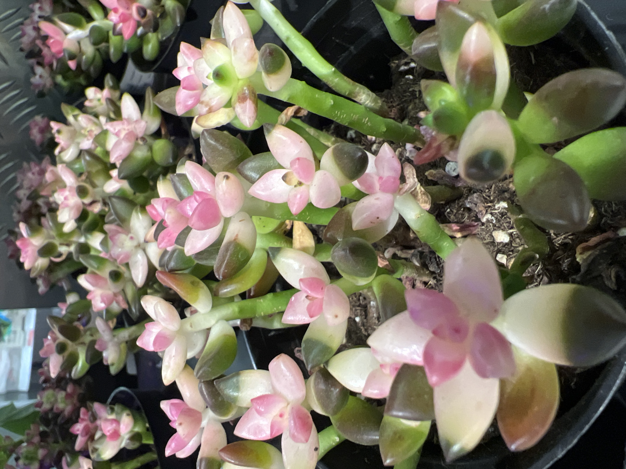 The image is a close-up, slightly blurred photograph of a collection of succulent plants in dark pots. The succulents have thick, fleshy leaves that exhibit a gradient of colors, ranging from pale pink and white at the tips to green and dark brown at the base. The plants are arranged densely, with some stems and leaves overlapping. The background is out of focus, showing a metallic surface with horizontal ridges and other out-of-focus plants. The lighting appears to be artificial and somewhat harsh, creating shadows and highlighting the glossy texture of the leaves. There is no discernible location in Yekaterinburg, Russia.