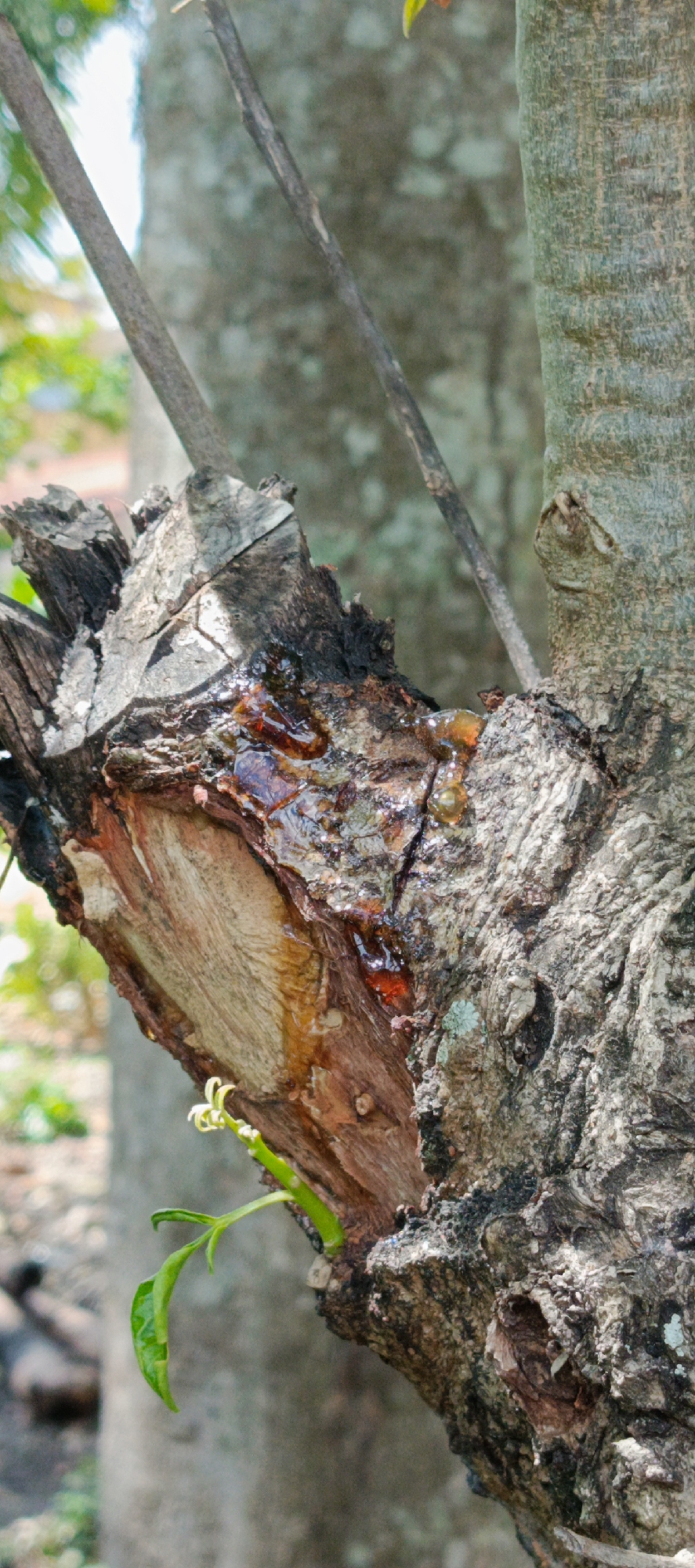 The image shows a close-up view of a tree trunk with a visible wound from which amber-colored resin is oozing. The bark of the tree is rough and textured. A small green sprout is growing from the trunk near the wound. In the background, other trees and foliage are blurred, suggesting an outdoor setting. The image does not depict any people or specific structures. The location of Pashiebeutong, Indonesia, is not discernible from the visual information in the image.