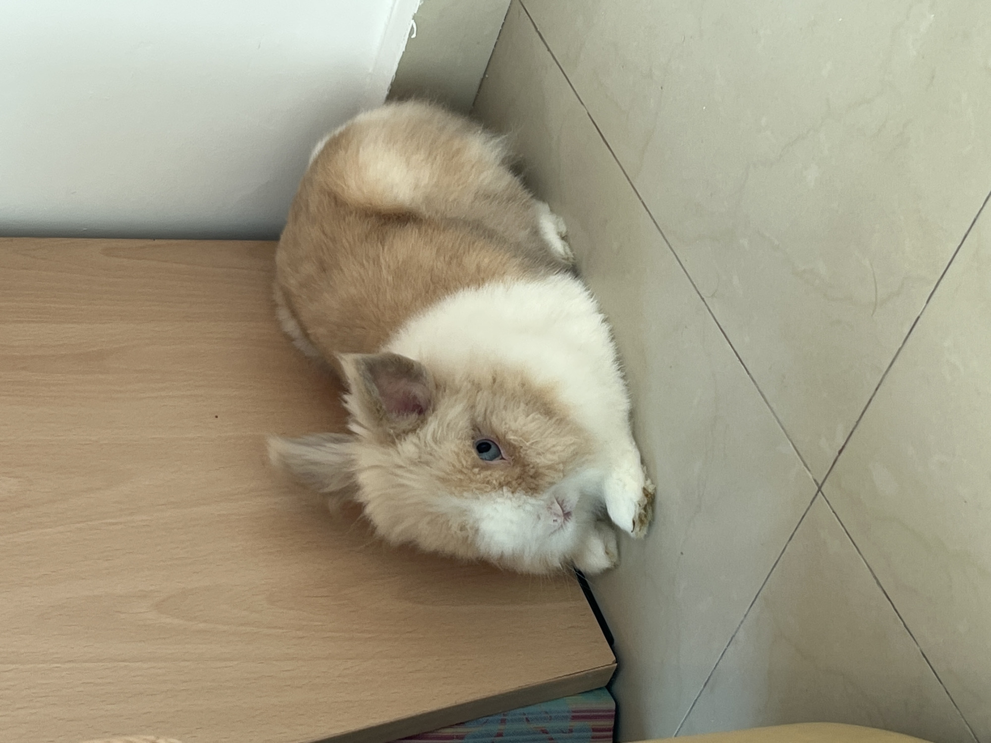 A small, fluffy rabbit with brown and white fur is resting on a tiled floor in a corner. To the left, a light-colored wooden surface is visible, possibly part of a piece of furniture. The wall to the right is painted white. The rabbit is facing towards the viewer, with its blue eyes open and ears slightly perked. Its front paws are tucked underneath its body. The lighting suggests an indoor environment, possibly a home in the city of Pomorie, Bulgaria.