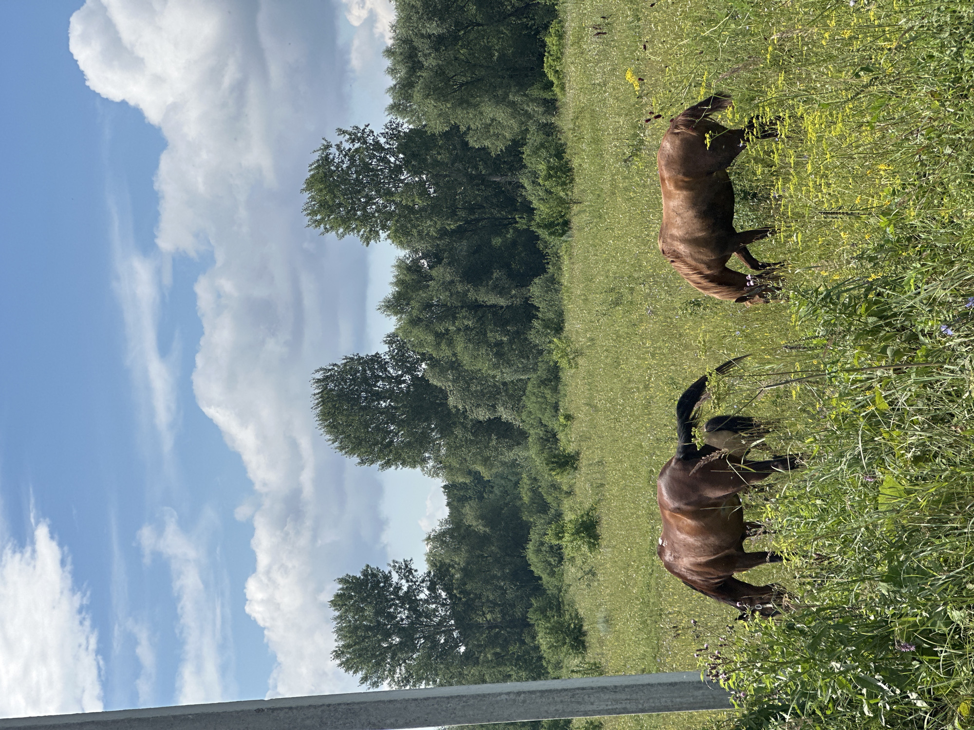 Two brown horses are grazing in a green, grassy field on a sunny day with scattered clouds. A concrete utility pole is visible on the left side of the frame. In the background, a dense line of trees forms a horizon. The image appears to be taken in Noviy, Russia.