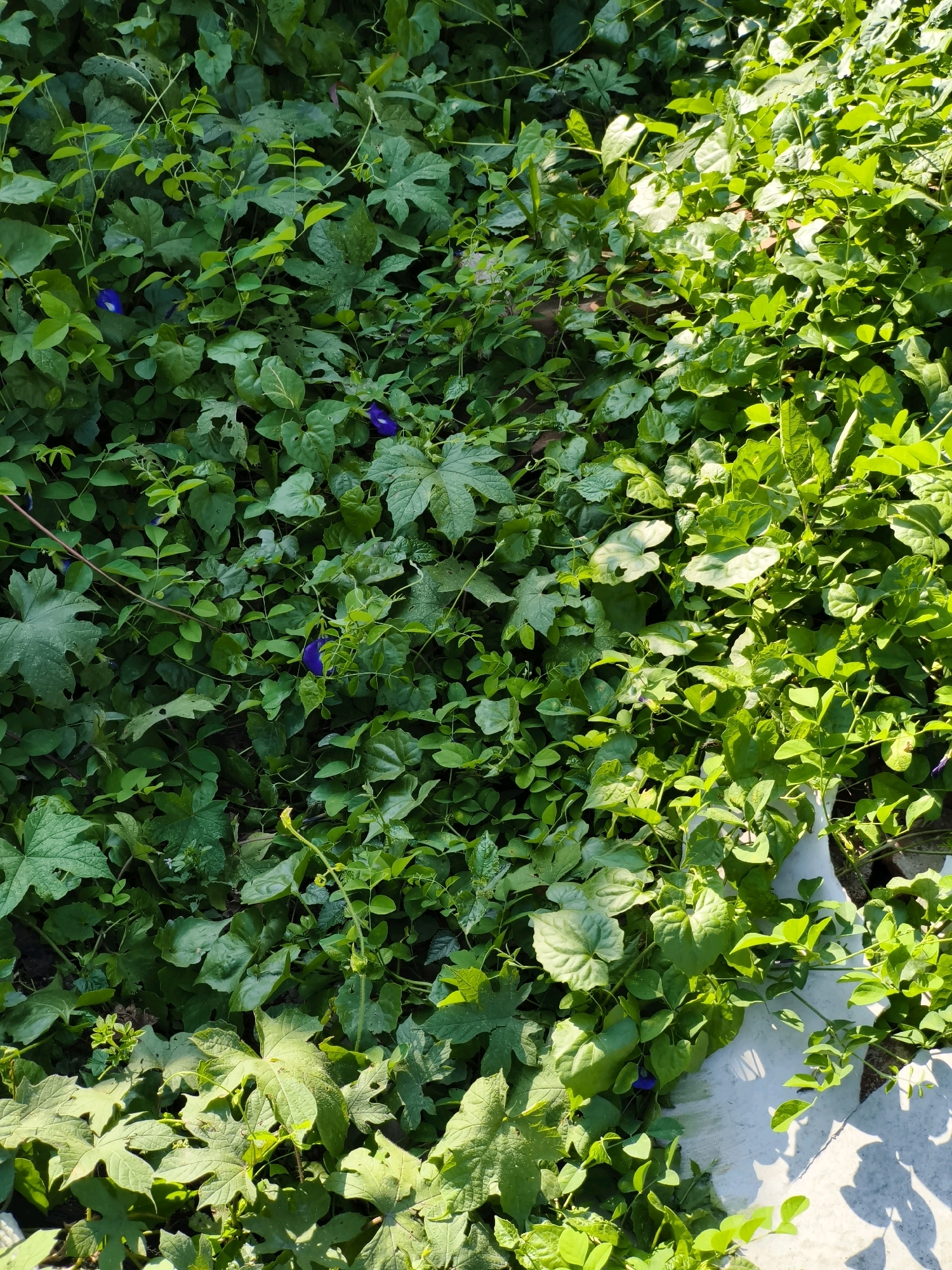 In Cibuluh, Indonesia, a dense growth of green vines and leaves covers the ground, interspersed with a few vibrant purple flowers, likely belonging to the butterfly pea plant. The vegetation is luxuriant and appears untamed, suggesting a natural or unkempt area. Sunlight streams down from the upper right, casting dappled shadows across the foliage and highlighting some of the leaves. A portion of a light-colored, curved object, possibly concrete or stone, is visible in the lower right quadrant, extending into the dense greenery. No people or animals are present in the scene.