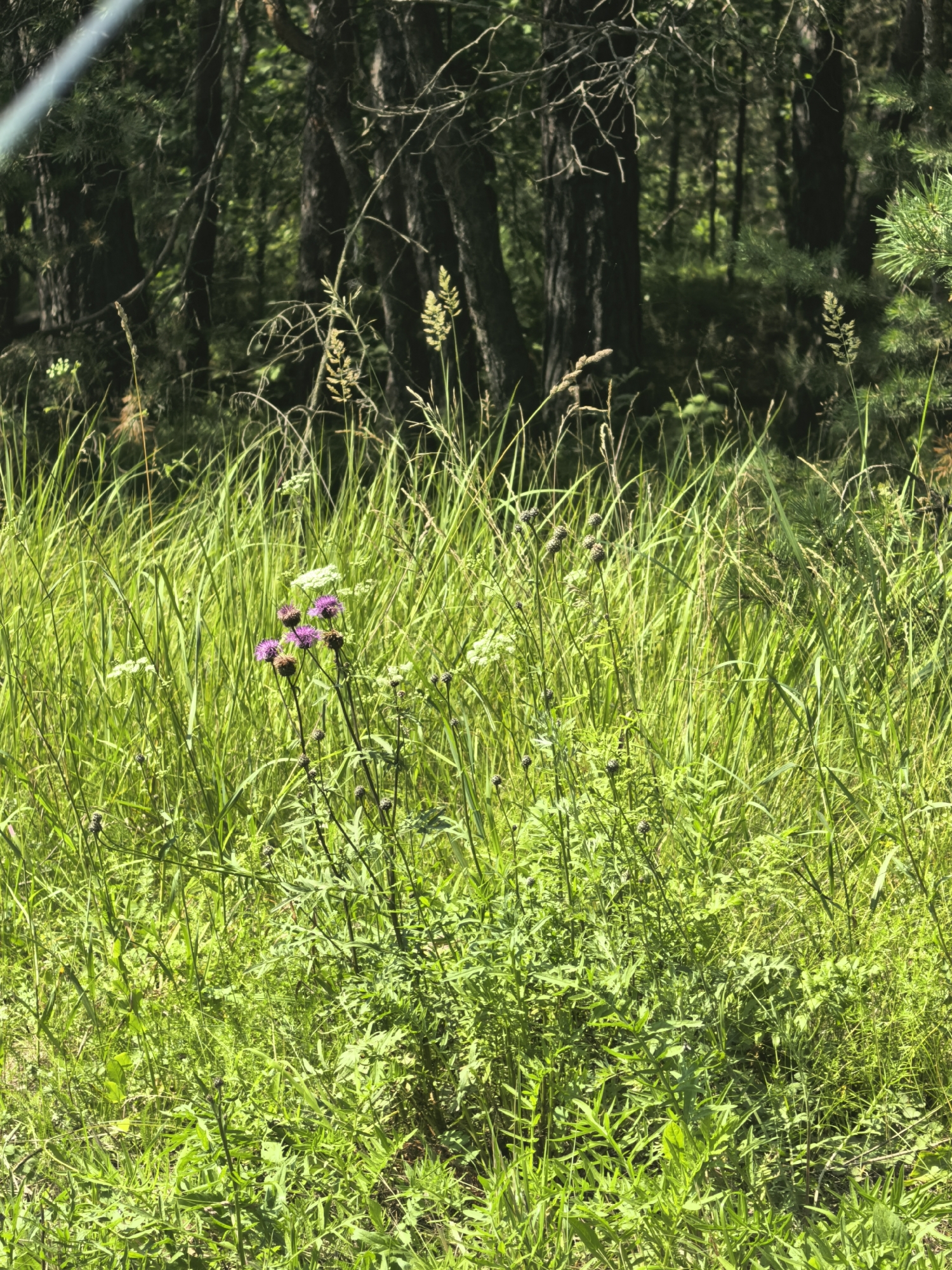 The image shows a close-up view of a natural area with lush green grass and foliage. In the foreground, several purple thistles are in bloom, their spiky petals vibrant against the green backdrop. The grass is tall and dense, obscuring much of the ground. In the background, dark tree trunks rise vertically, suggesting a wooded area. The overall lighting indicates it is daytime, with sunlight filtering through the trees and illuminating the grass. The scene appears to be in an undeveloped natural setting, possibly a meadow or the edge of a forest, located in the city of Sysert, Russia. There are no people or man-made structures visible in the image.