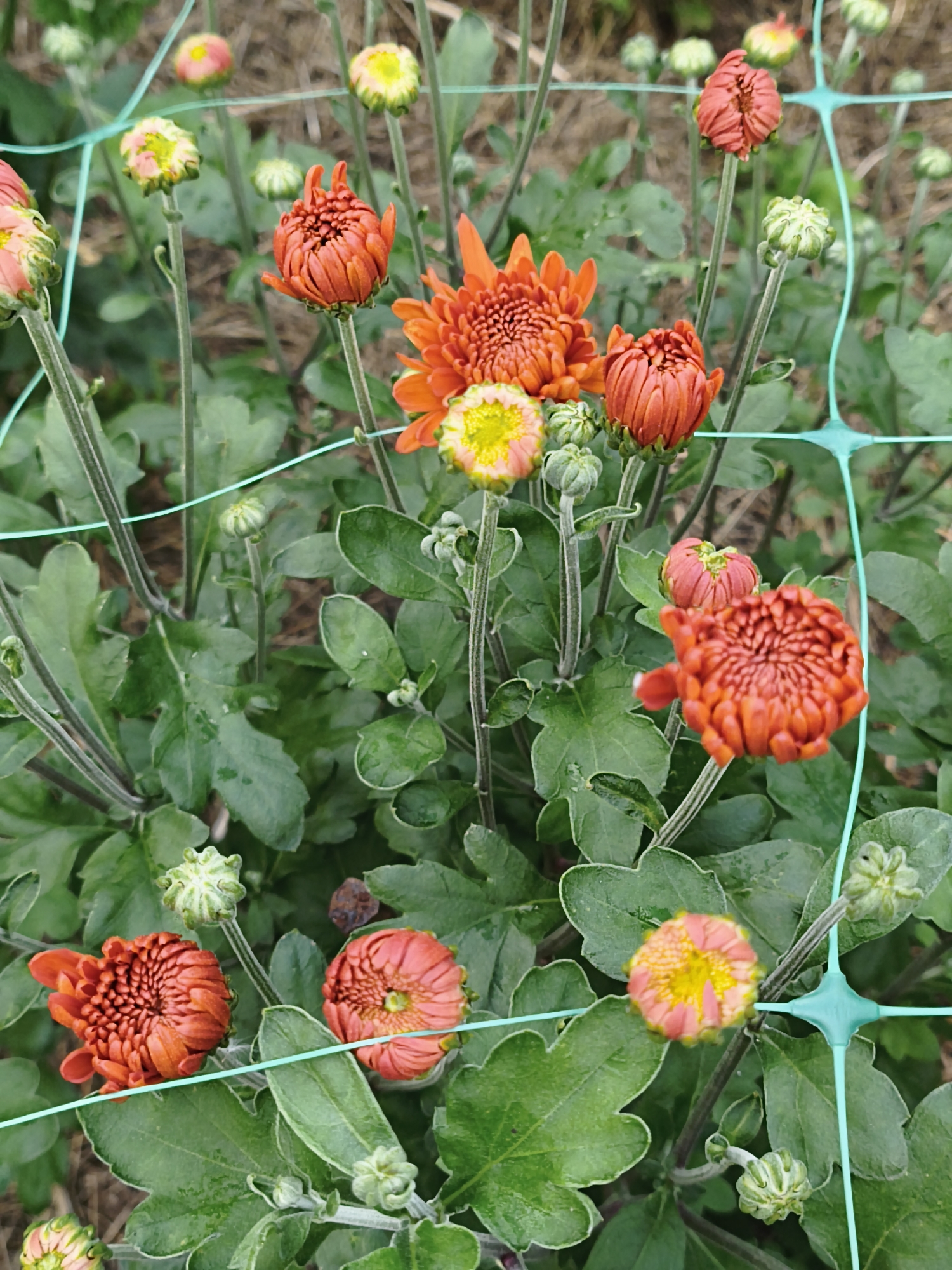 This image shows a close-up of several orange and pink chrysanthemum flowers and buds, some partially open, amidst green foliage. The flowers are arranged in a cluster. A light green mesh netting is visible, crisscrossing over some of the plants. The background consists of dry brown ground cover, suggesting an outdoor setting. The scene depicts a garden or a natural area with blooming flowers. The location is Прыбыткаўскі сельскі Савет, Belarus.