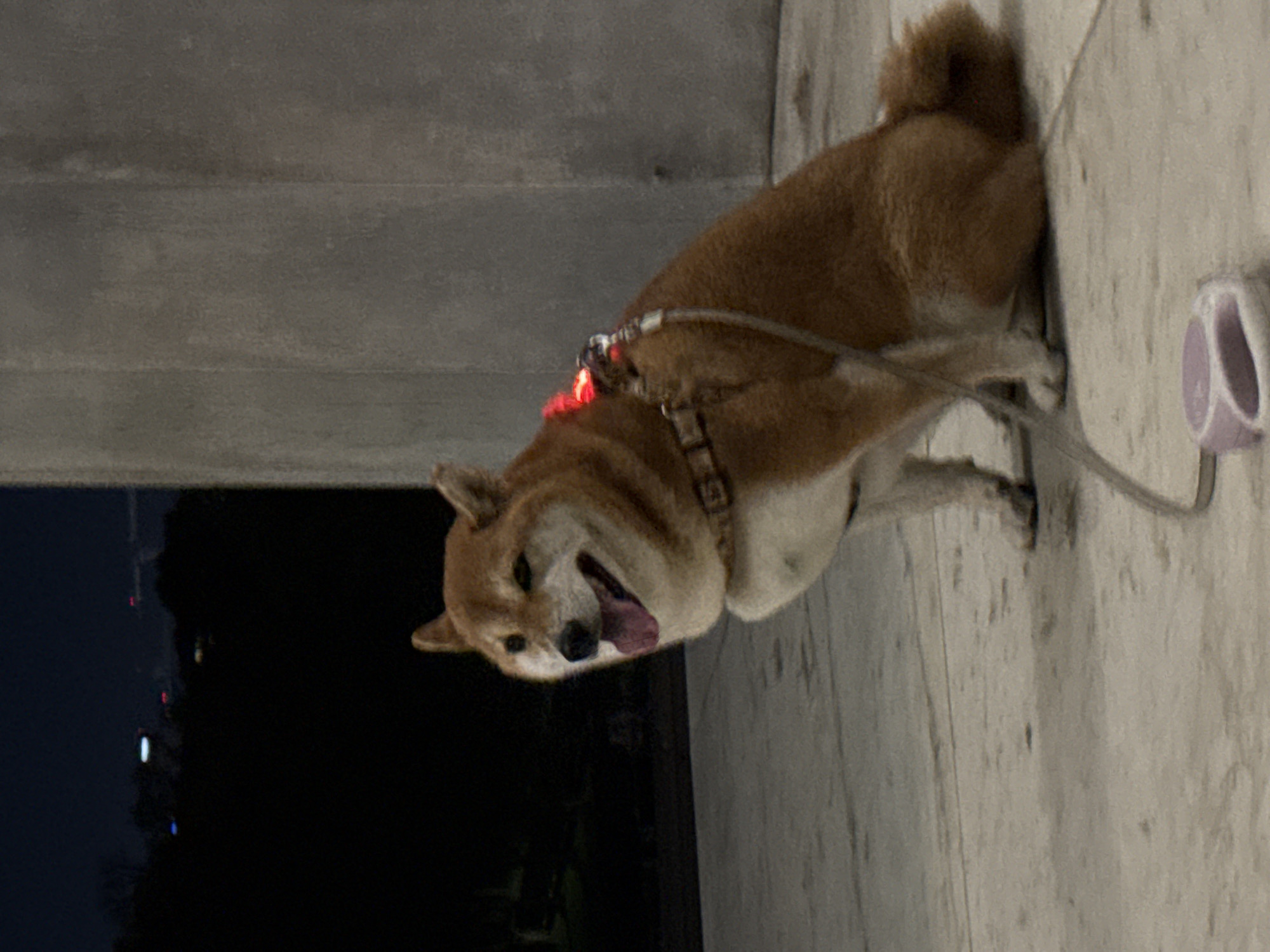 A medium-sized Shiba Inu dog with tan and cream coloring is on a leash, panting with its tongue out. It is standing on a light grey concrete surface. To the left of the dog is a dark area, likely representing a street or building at night, with faint lights visible in the background. The dog is wearing a harness with red lights on the top and a leash connected to a light purple-colored object, possibly a water bowl, rests on the concrete nearby. The location is likely in an urban environment.