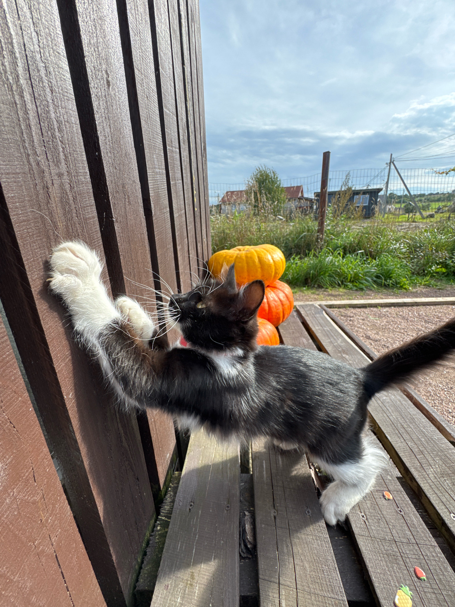 A black and white kitten with white paws and chest stretches and claws at a brown wooden fence in Kempelevo, Russia. Behind the fence are two pumpkins, one orange and one yellow, stacked on top of each other. The background shows a slightly cloudy sky, green grass, and some scattered buildings. The kitten is standing on a wooden bench.