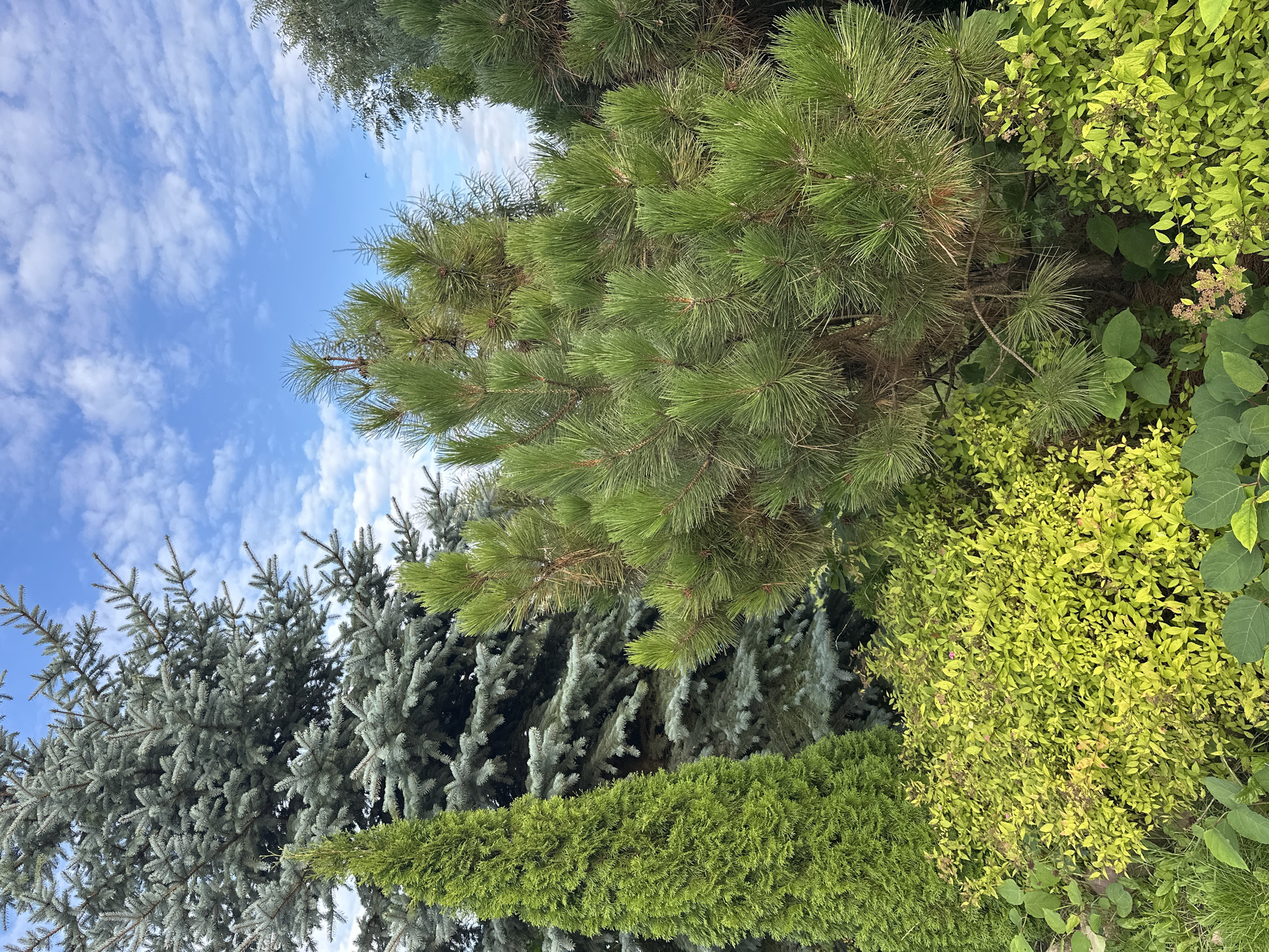 The image shows a variety of evergreen trees and shrubs in a garden setting, under a partly cloudy blue sky. In the foreground, a bright green, dense shrub with small leaves occupies the lower center and right of the frame. Behind this, a large pine tree with long needles is visible, its branches extending upwards and to the right. To the left of the pine tree and behind the green shrub, a tall, conical evergreen tree, likely a cedar or cypress, stands out with its dense, textured foliage. In the background, a large blue spruce tree with silvery-blue needles dominates the left side of the image. The environment suggests a well-maintained outdoor space, possibly a park or a private garden within the Нарацкі сельскі Савет, Belarus. There are no people or animals visible in the scene. The lighting indicates it is daytime, with soft natural light illuminating the vegetation.