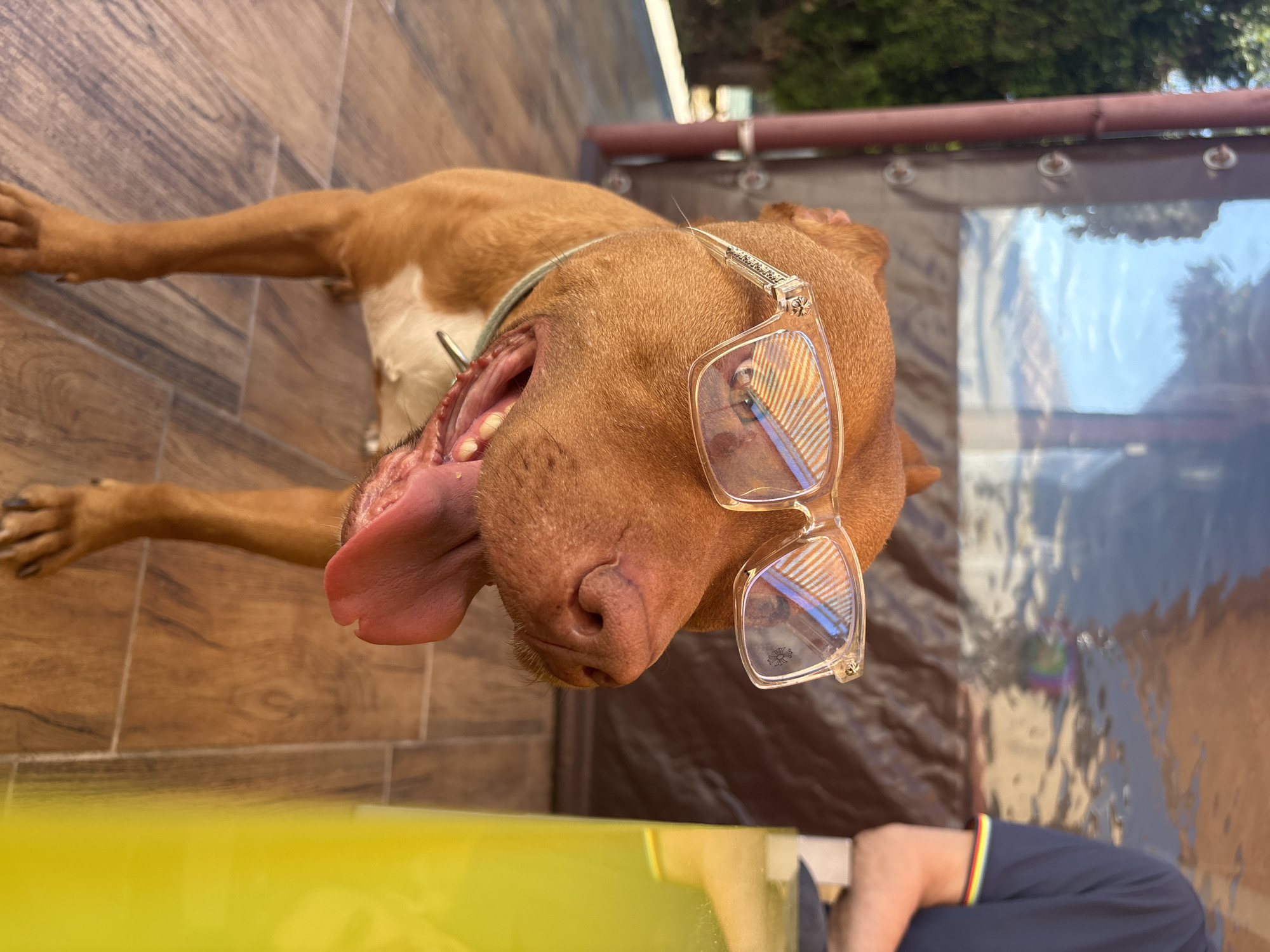 A brown dog is lying on its back with its mouth open, revealing a large pink tongue. The dog has a pair of eyeglasses resting on its face. The background consists of a tile floor, a clear plastic barrier, and a glimpse of green foliage. A portion of a yellow object is in the foreground. The location appears to be Lom, Bulgaria.