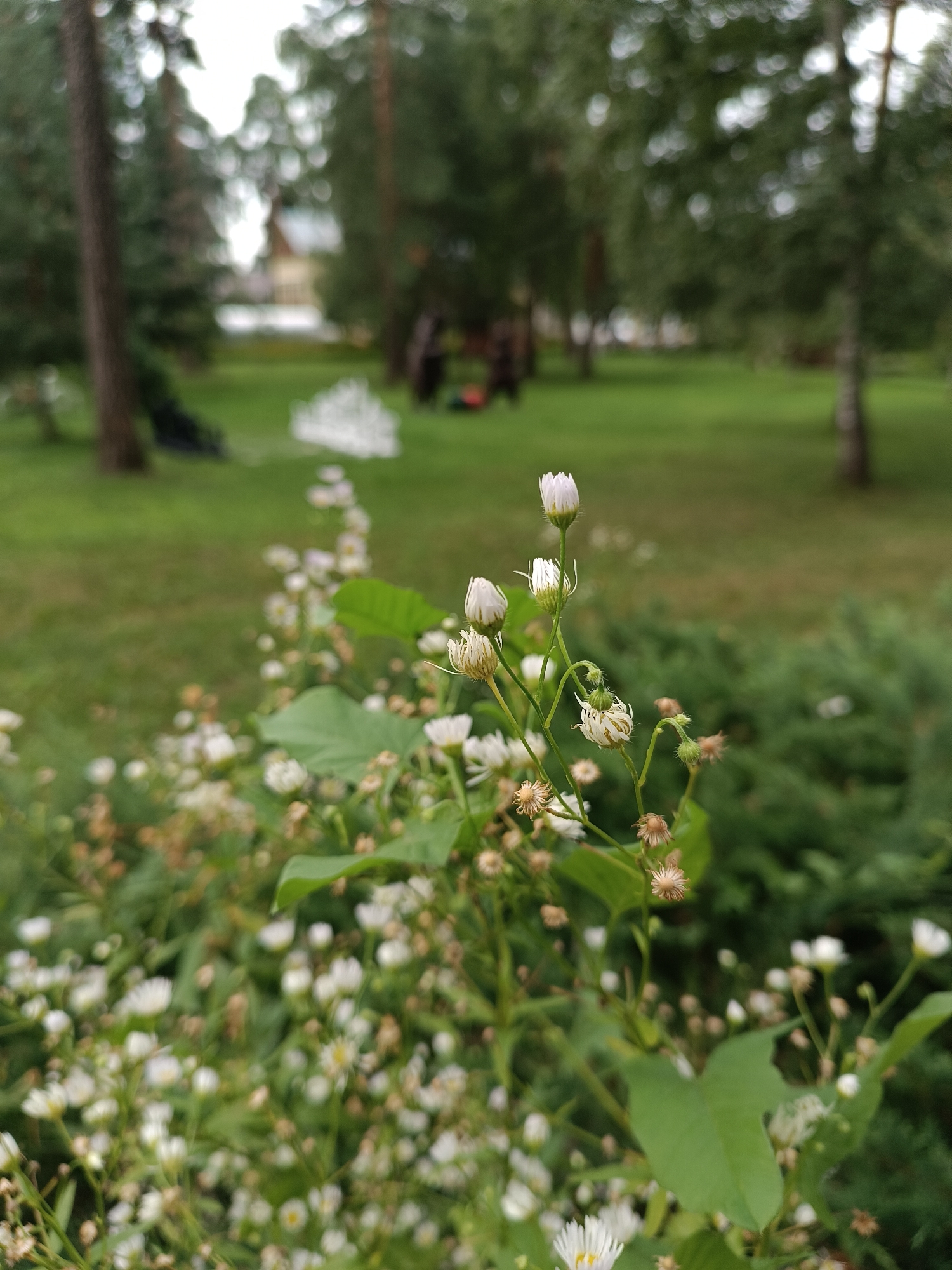 A close-up, low-angle shot shows a cluster of small white flowers and green foliage in the foreground. The flowers are in various stages of bloom, with some buds tightly closed and others partially open, revealing delicate white petals and yellow centers. Some of the flowers have already gone to seed, forming dried, brown florets. The leaves are a vibrant green, with some showing signs of wilting.
In the background, the scene is blurred but suggests an outdoor park or garden setting. Tall, dark green trees with a few lighter-colored trunks are visible, casting shadows on a lush green lawn. A light-colored structure, possibly a building or a gazebo, can be faintly discerned in the distance, along with other indistinct shapes that might be benches or garden decorations. The overall atmosphere is natural and serene, evoking a sense of peaceful outdoor life. The image appears to have been taken in Bykovo, Russia, based on the provided context.