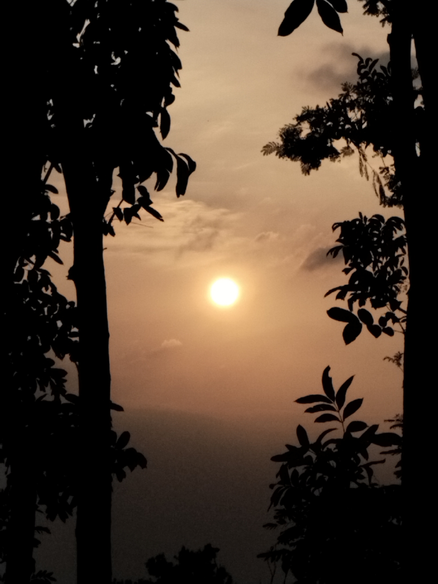 The image captures a silhouetted sunset framed by trees, with the sun appearing as a bright orb in a hazy, orange sky. The foreground is dominated by the dark outlines of leaves and branches, obscuring most of the detail of the vegetation. The background is a muted landscape, possibly hills or mountains, fading into the haze. The overall impression is one of a serene, natural setting at dusk.