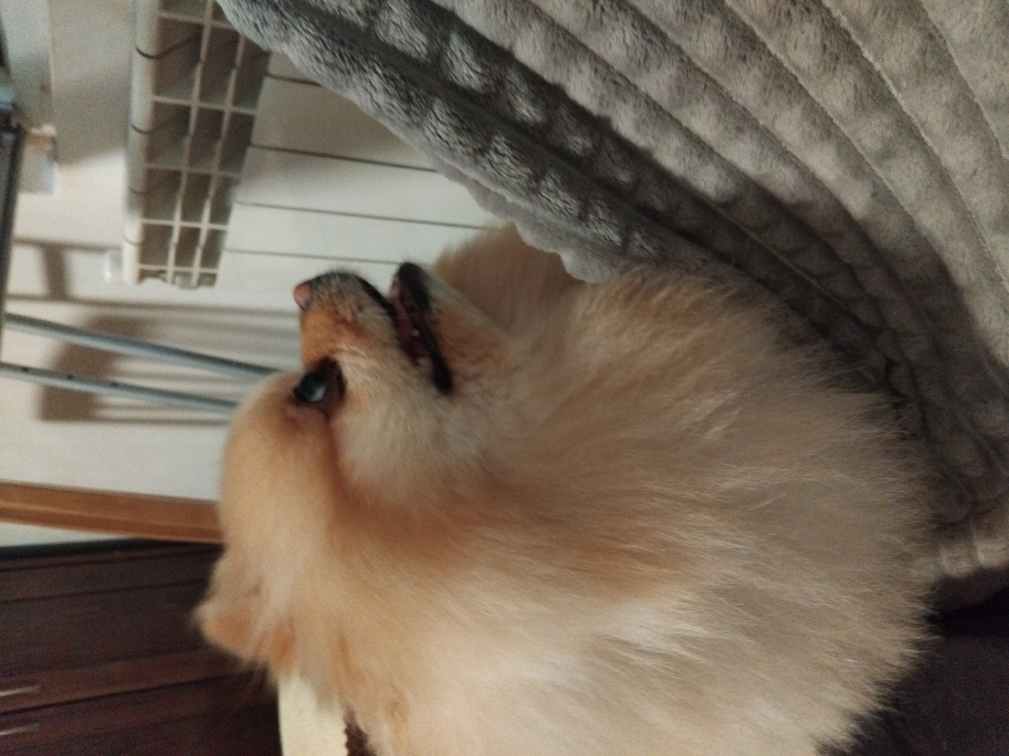 A light brown Pomeranian dog with its mouth open is resting on a plush, gray blanket. The dog is positioned in the foreground, facing to the right, with its fluffy fur filling much of the frame. In the background, a white radiator is visible. The setting appears to be indoors, potentially in an apartment in Apriltsi, Bulgaria.