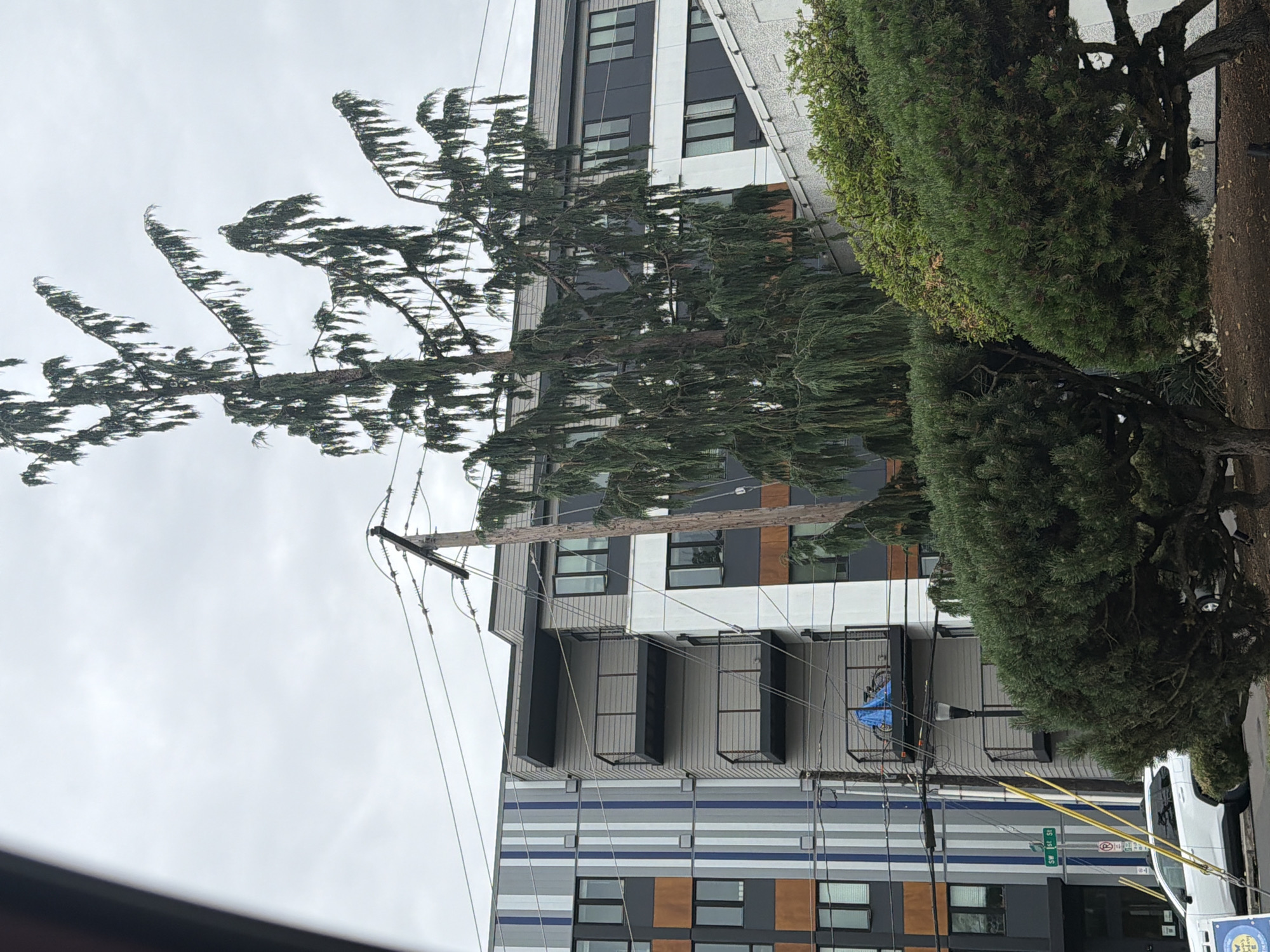 The media file depicts an outdoor scene on a cloudy day, likely in Beaverton, United States. A tall, modern building with a grey, white, and dark-paneled facade dominates the background. The building features multiple balconies with black railings, some of which contain visible objects like a bicycle covered in a blue tarp and a lamppost.
In the foreground, a large tree with sparse, wind-swept branches extends across much of the frame, its foliage appearing dark green and somewhat thin, suggesting it might be a conifer or pine. The branches are bent and swayed, indicating a strong wind. A wooden utility pole with numerous wires is visible, passing through the branches of the tree and extending upwards.
To the right of the frame, a dense, dark green evergreen tree with a rough bark is partially visible, contrasting with the more sparse tree in the foreground. A white vehicle, possibly a van or truck, is parked alongside a street, with its front partially obscured by the evergreen tree.
A street sign visible reads "SW 15TH ST," indicating a street name and direction. Another sign with a circular red symbol and a diagonal line might indicate a parking restriction.
The overall impression is one of a windy day, with the strong gusts affecting the natural elements and potentially causing the branches of the tree to bend significantly. The sky is overcast, suggesting a lack of direct sunlight and possibly cooler temperatures. The scene appears to be in a developed urban or suburban area, given the presence of the modern building, utility pole, and parked vehicle.