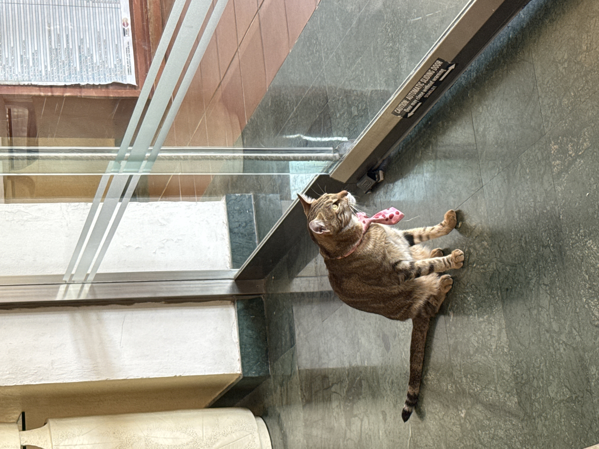 A tan tabby cat wearing a pink and white polka-dot bow tie is lying on a green marble floor near the entrance of a building. The cat is positioned near an automatic sliding door frame with a "CAUTION: AUTOMATIC SLIDING DOOR. Door may close without warning. STANLEY" warning sticker. The building entrance appears to have glass panes with white vertical lines near the top, and the interior steps are made of white marble with green marble risers. The location is likely Playa del Carmen, Mexico, based on the metadata.