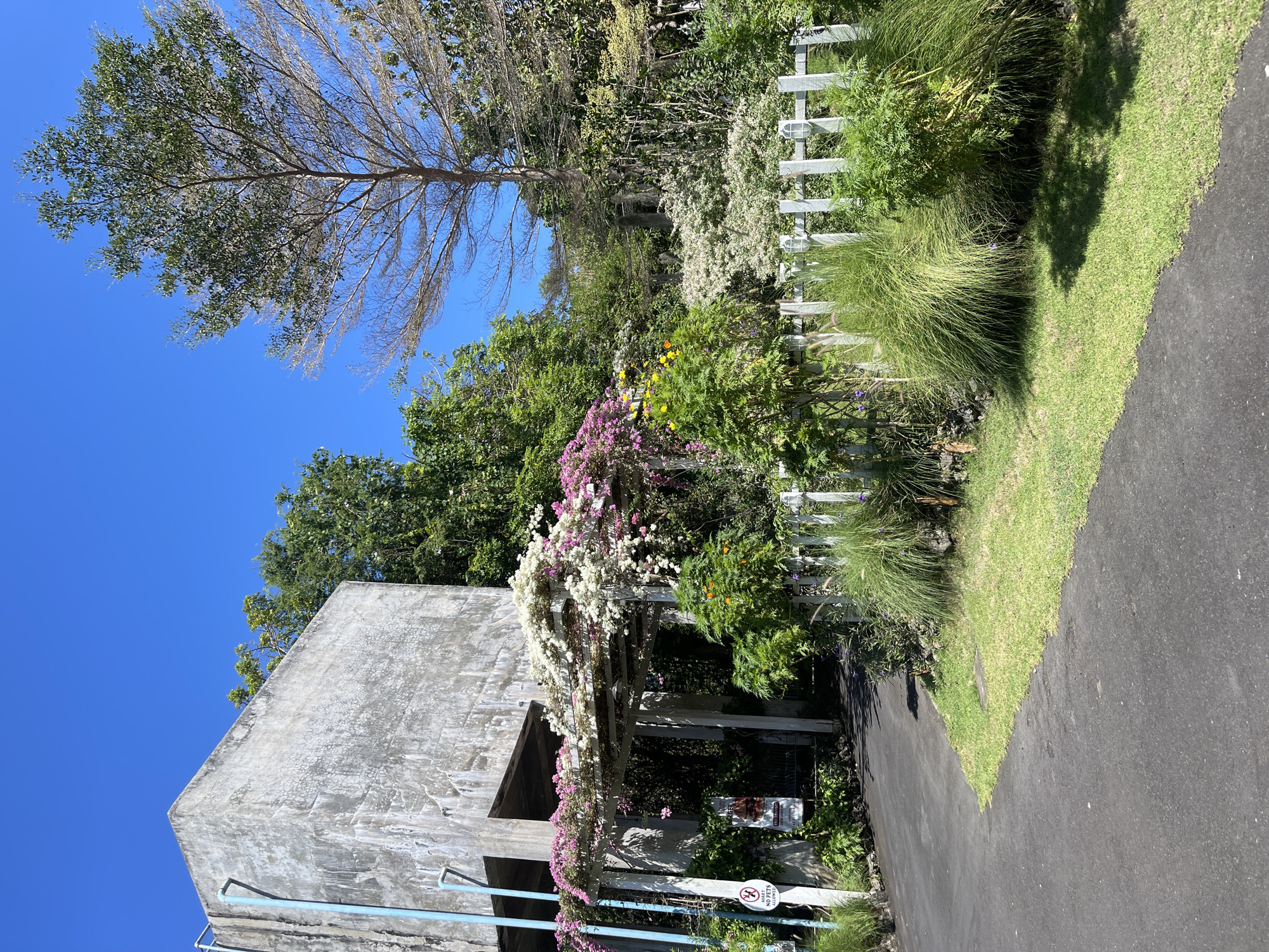 In Kuta Selatan, Indonesia, a grey concrete building with blue pipes stands to the left, partially obscured by lush greenery. A wooden pergola draped with white and pink bougainvillea flowers extends from the building, leading to an entrance. A white picket fence lines the right side of the image, bordering a grassy area with tall ornamental grasses and bushes. A black asphalt path curves into the scene from the lower left, bordered by the grass. The sky is a clear, bright blue, and the scene is bathed in sunlight, suggesting a warm, dry day. The image appears to capture the exterior of a property, possibly a cafe or a residence, with a focus on the architectural elements combined with vibrant natural landscaping.