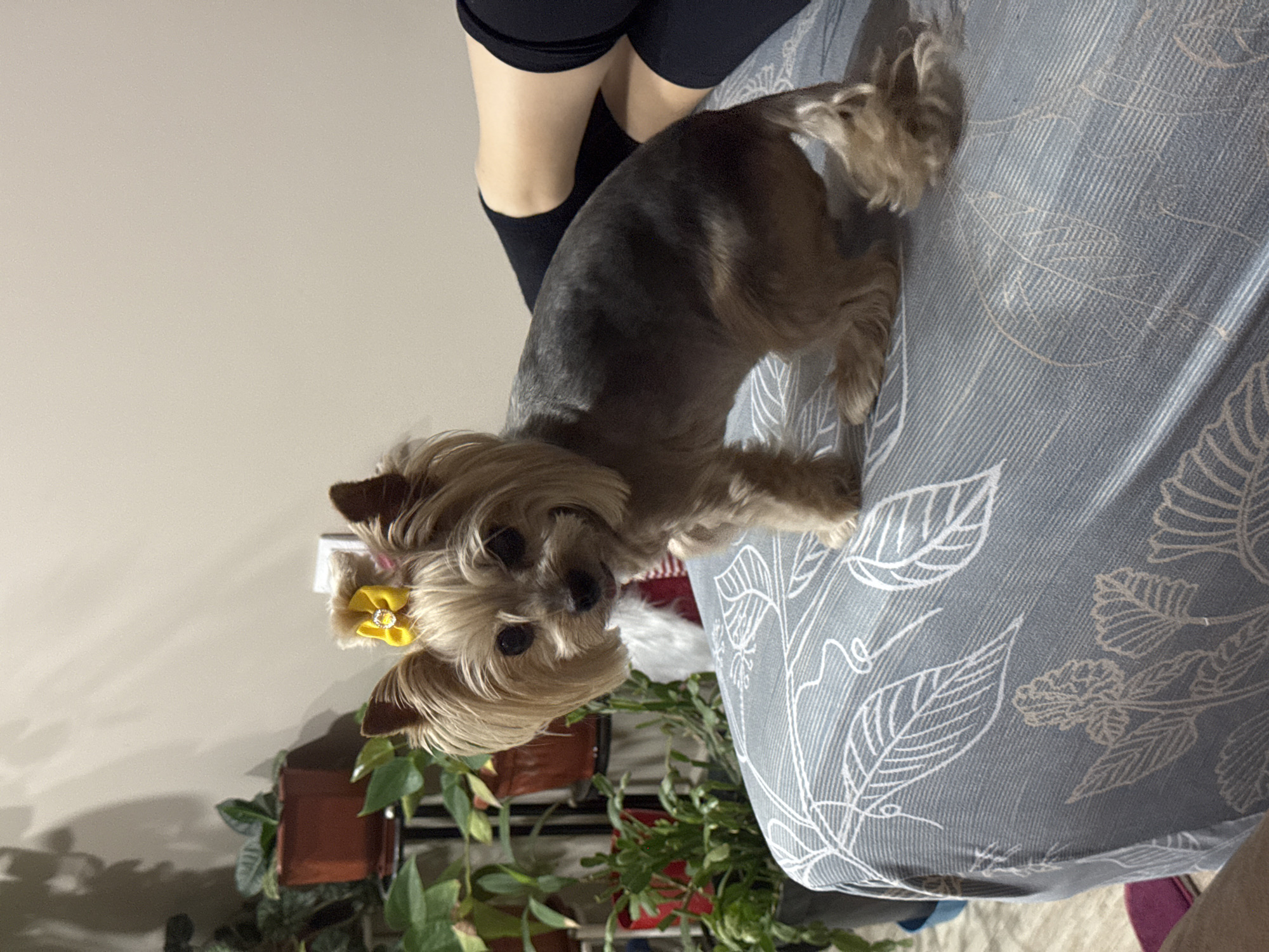 A Yorkshire terrier with a yellow bow is sitting on a blue and white patterned sofa, with someone in black shorts and knee-high socks standing behind it. The dog is facing the camera. To the left and slightly behind the dog, there are several potted plants. The background is a light beige wall. The location, Lehchevo, Bulgaria, is not directly evident from the image and would be based on external information.