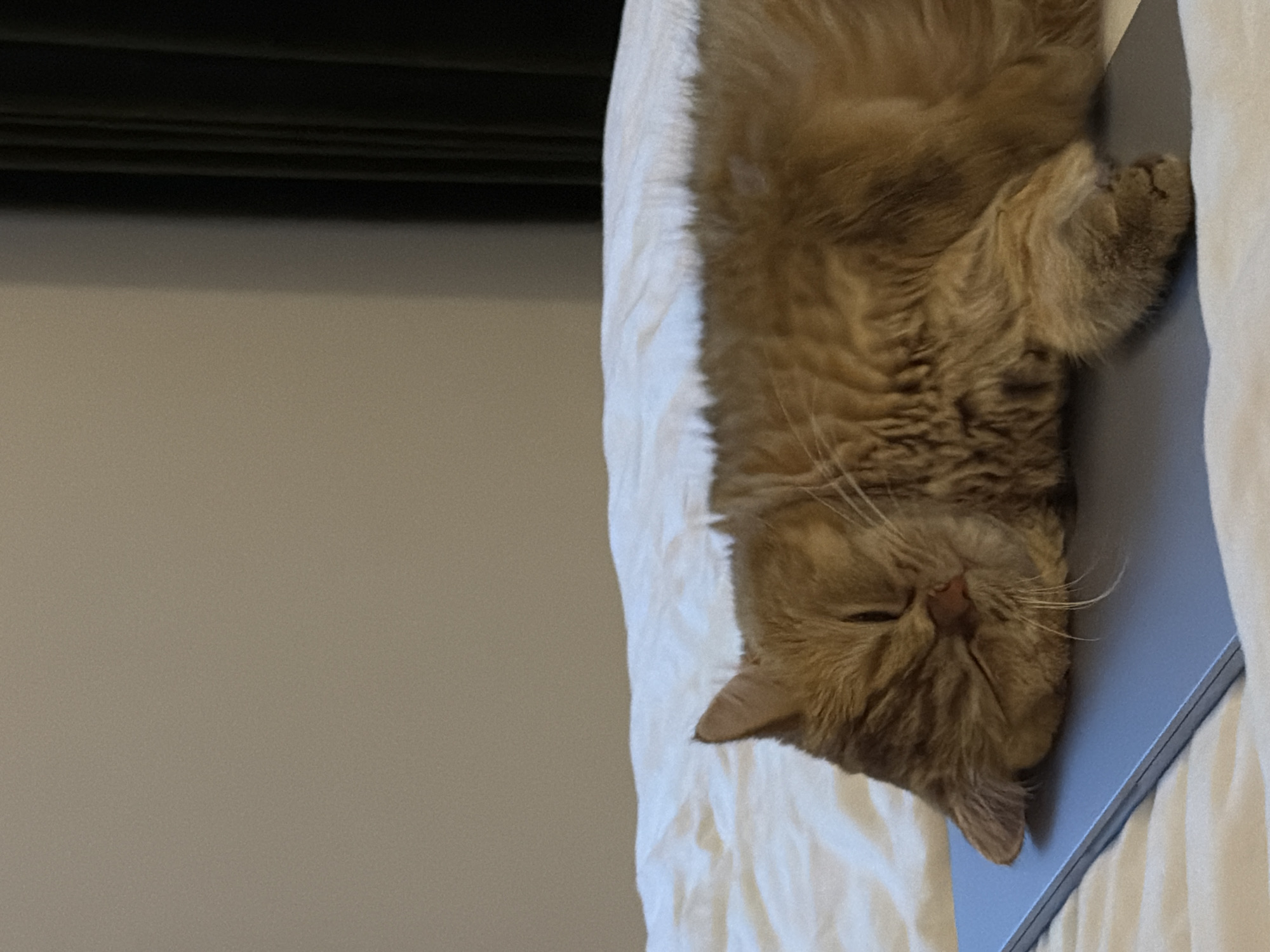 An orange cat sleeps on top of a closed silver laptop, which is placed on a white comforter. The cat's face is resting on the laptop, and its eyes are closed. The background shows a beige wall and a dark curtain. There is no discernible information in the image that could identify a specific location in the city of Đà Nẵng, Vietnam.