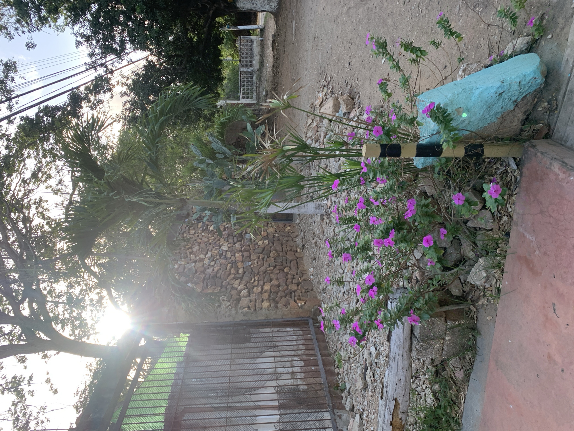 The image depicts a street scene in El Valle del Espíritu Santo, Venezuela. In the foreground, a patch of vibrant pink flowers blooms in front of a rough stone wall. Adjacent to the flowers is a light blue, angular rock, partially painted, with a black and yellow striped pole standing beside it. The ground is covered in gravel and debris. A weathered wooden beam lies horizontally in the lower left quadrant of the image. Behind the flowers and rock, a short palm tree stands tall, with a larger, leafy tree visible further back. A rustic metal gate with green mesh is on the left side of the frame. In the upper portion of the image, sunlight streams through the trees, creating lens flare. Power lines are visible against the sky, crisscrossing above the scene. The overall impression is of a somewhat unkempt, yet colorful, urban or semi-urban environment in warm daylight.