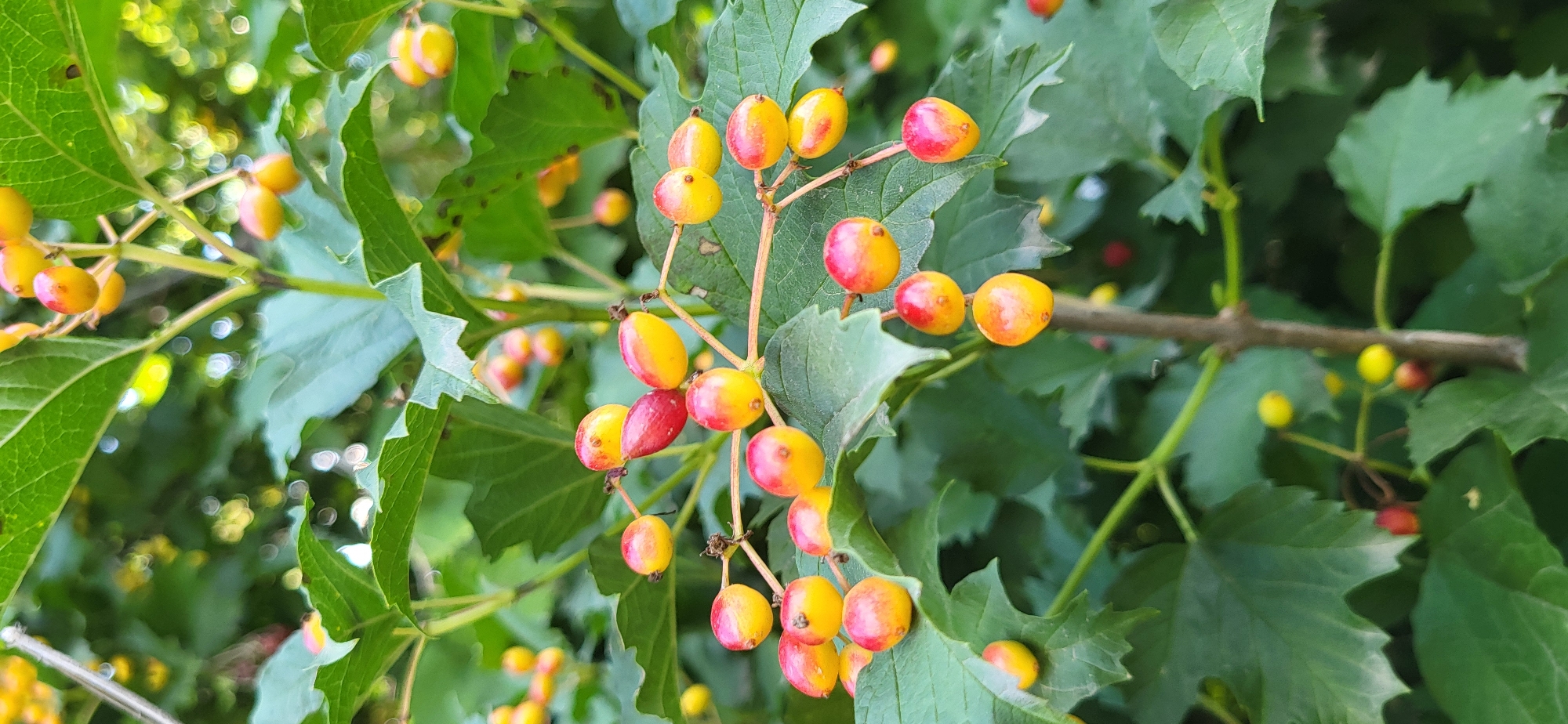 The image is a close-up, vertical shot of a shrub with bright red and yellow berries clustered on thin stems. The berries are oval-shaped, with some appearing to be ripe and fully red, while others are a lighter yellow with red blushing. They are surrounded by lush green leaves, some of which have jagged edges. The background is a blur of soft green and yellow, suggesting an outdoor environment with dappled sunlight. The lighting is natural, highlighting the vibrant colors of the berries and foliage. The image captures a natural scene, possibly in a park or garden within the city of Tekeli, Kazakhstan, where such flora might be found. There are no people or visible signs of human activity in the frame.