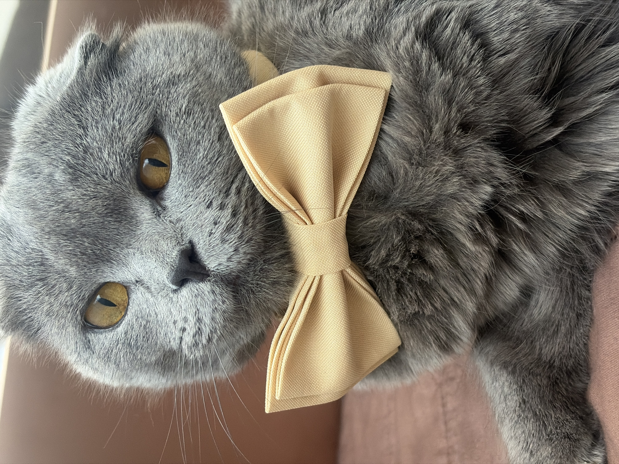 A close-up shot depicts a gray Scottish Fold cat wearing a tan-colored bow tie. The cat is lying down on a pinkish-brown surface. The cat has striking yellow eyes and its ears are folded downward as is characteristic of the breed. The bow tie is made of a textured fabric and is neatly tied around the cat's neck. The background is blurred, emphasizing the cat as the focal point. There is no indication the location is Saint Petersburg, Russia.