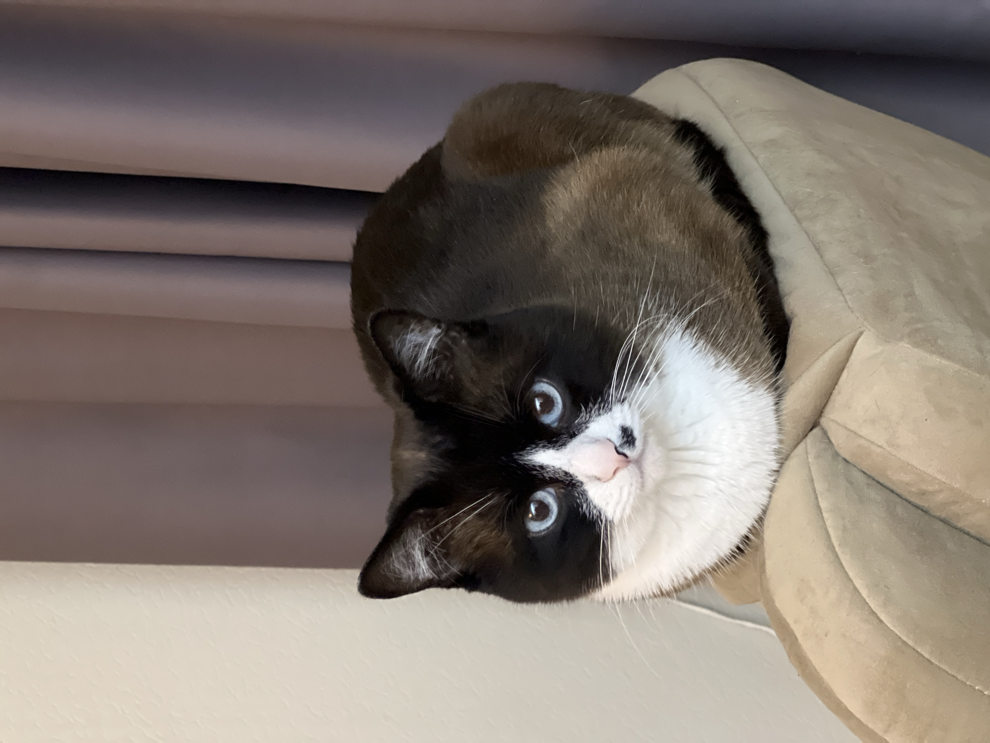 An indoor photograph taken in Noviy, Russia, depicts a colorpoint cat positioned in a 'loaf' formation on a light beige upholstered chair. The feline exhibits dark brown to black fur on its face, ears, and dorsal region, transitioning to a lighter brown or tan on its flank, with distinct white markings on its muzzle, chest, and paws. Its eyes are a prominent light blue. The nose is pink with a small, irregular black spot located on the left side. White vibrissae extend from the muzzle. The cat faces forward, directly engaging the viewer. The background consists of a pale, textured wall to the left and muted purple-grey curtains with vertical folds to the right. No individuals are present in the scene.